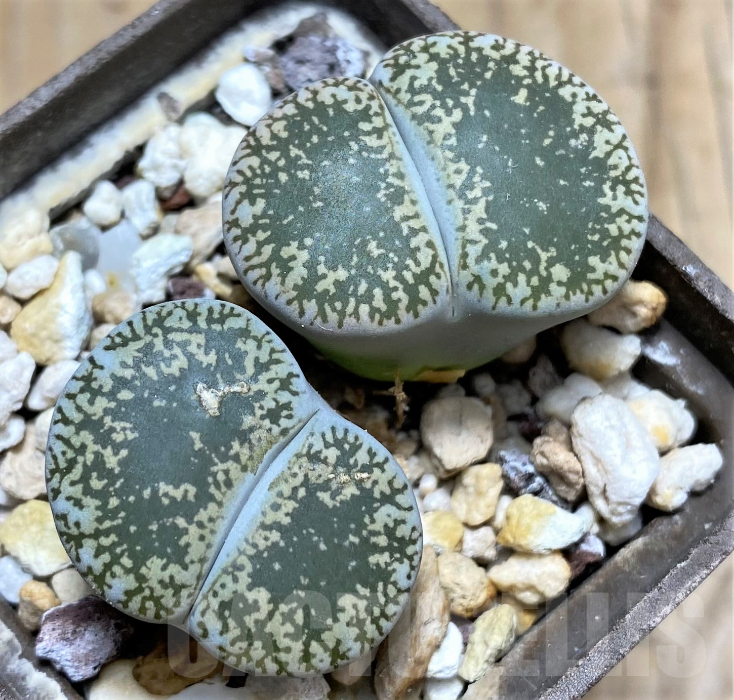 SHPR31792 Lithops lesliei v. venteri