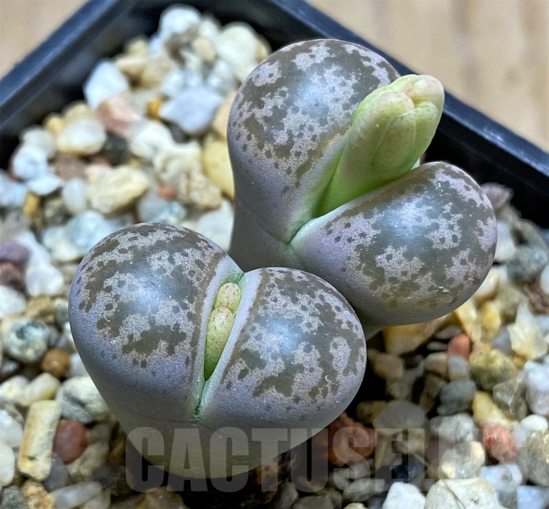 SHPR31793 Lithops coleorum