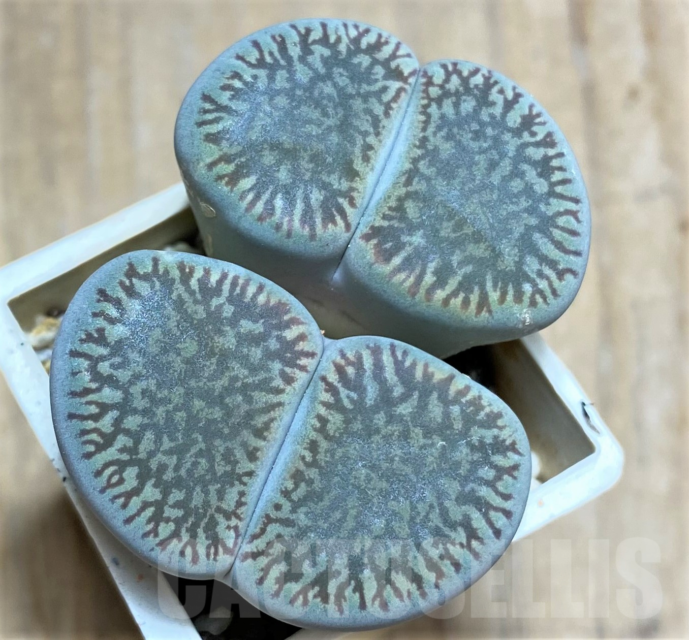 SHPR31796 Lithops aucampiae v. fluminalis