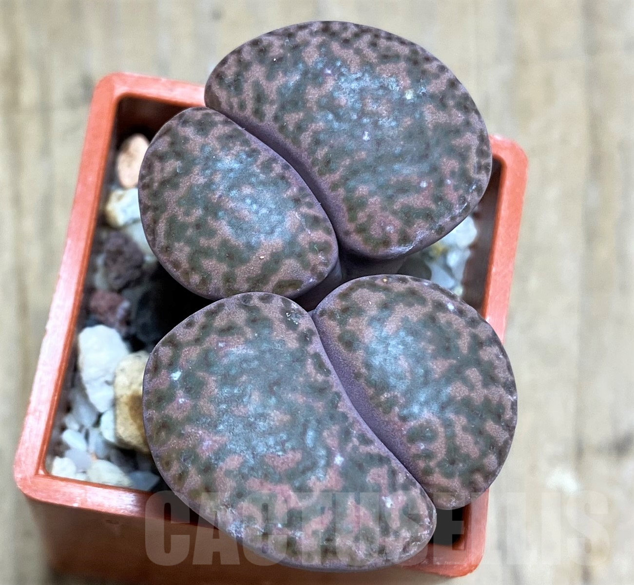 SHPR31797 Lithops bromfieldii ‘Rubroroseus’