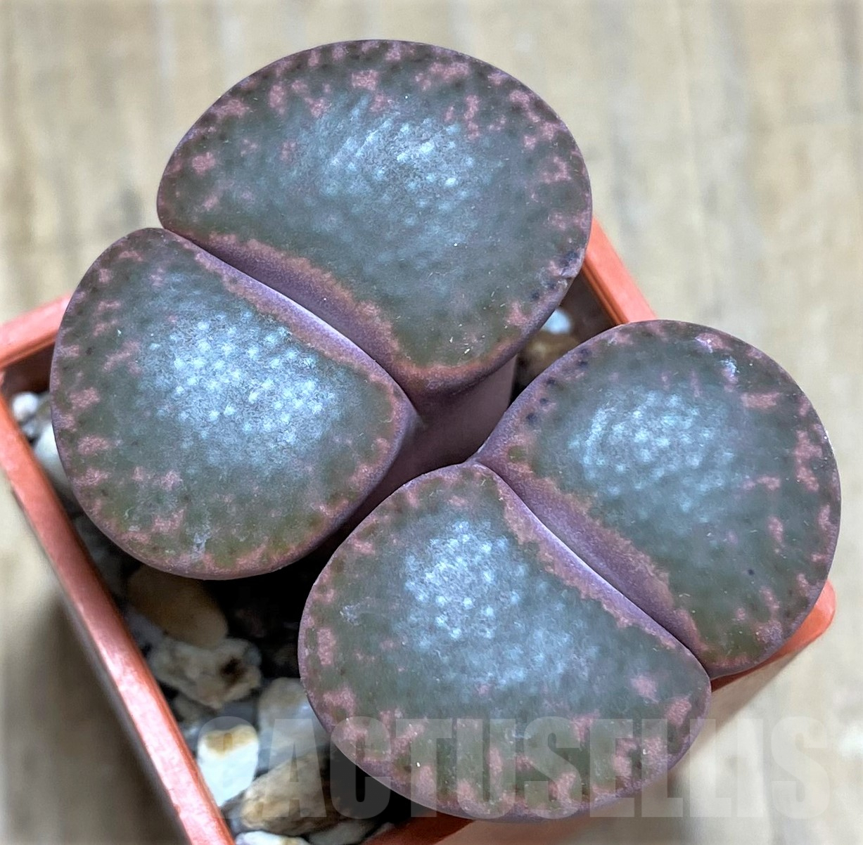 SHPR31798 Lithops bromfieldii ‘Rubroroseus’