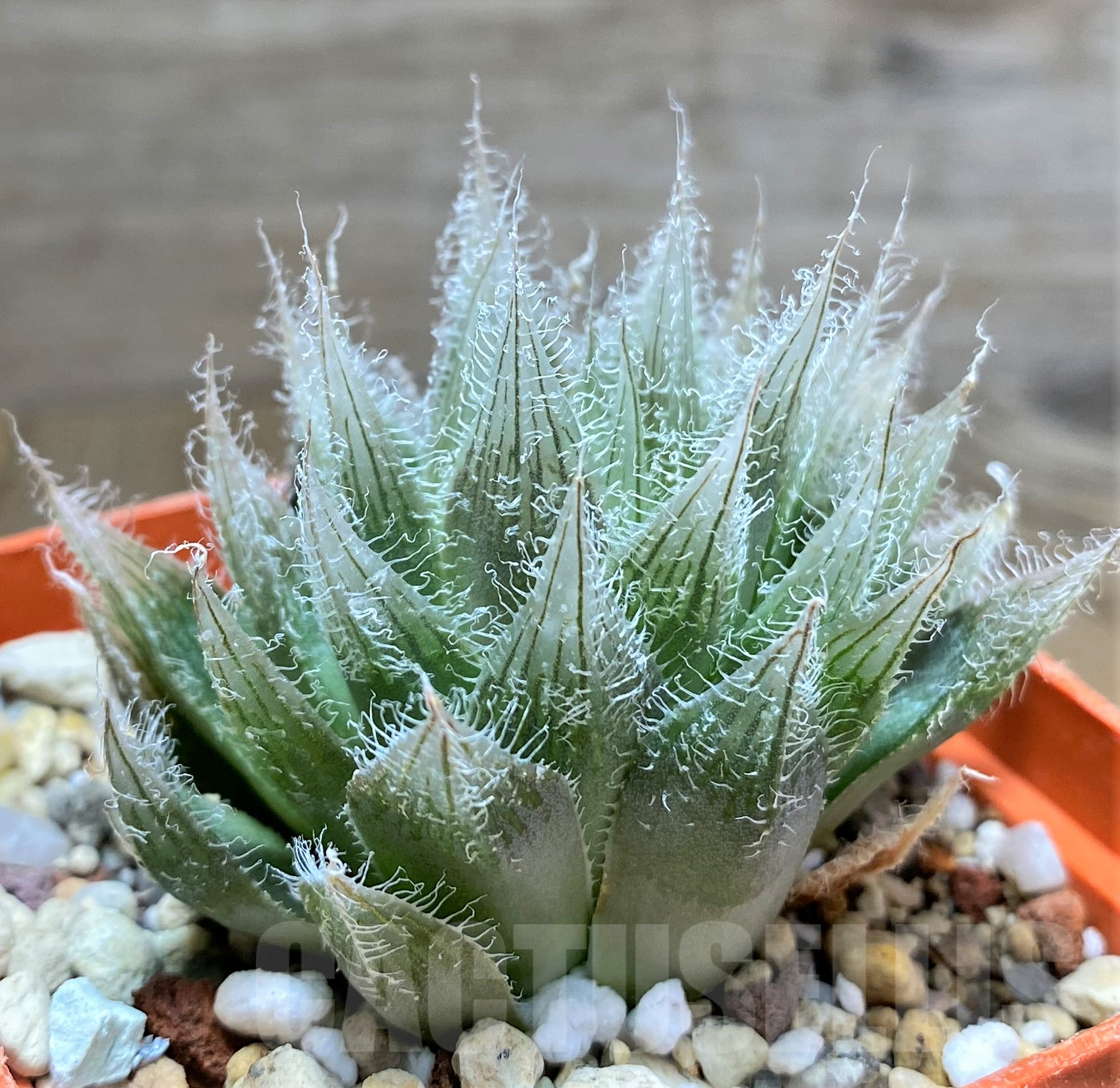 SHPR31804 Haworthia bolusii hybrid