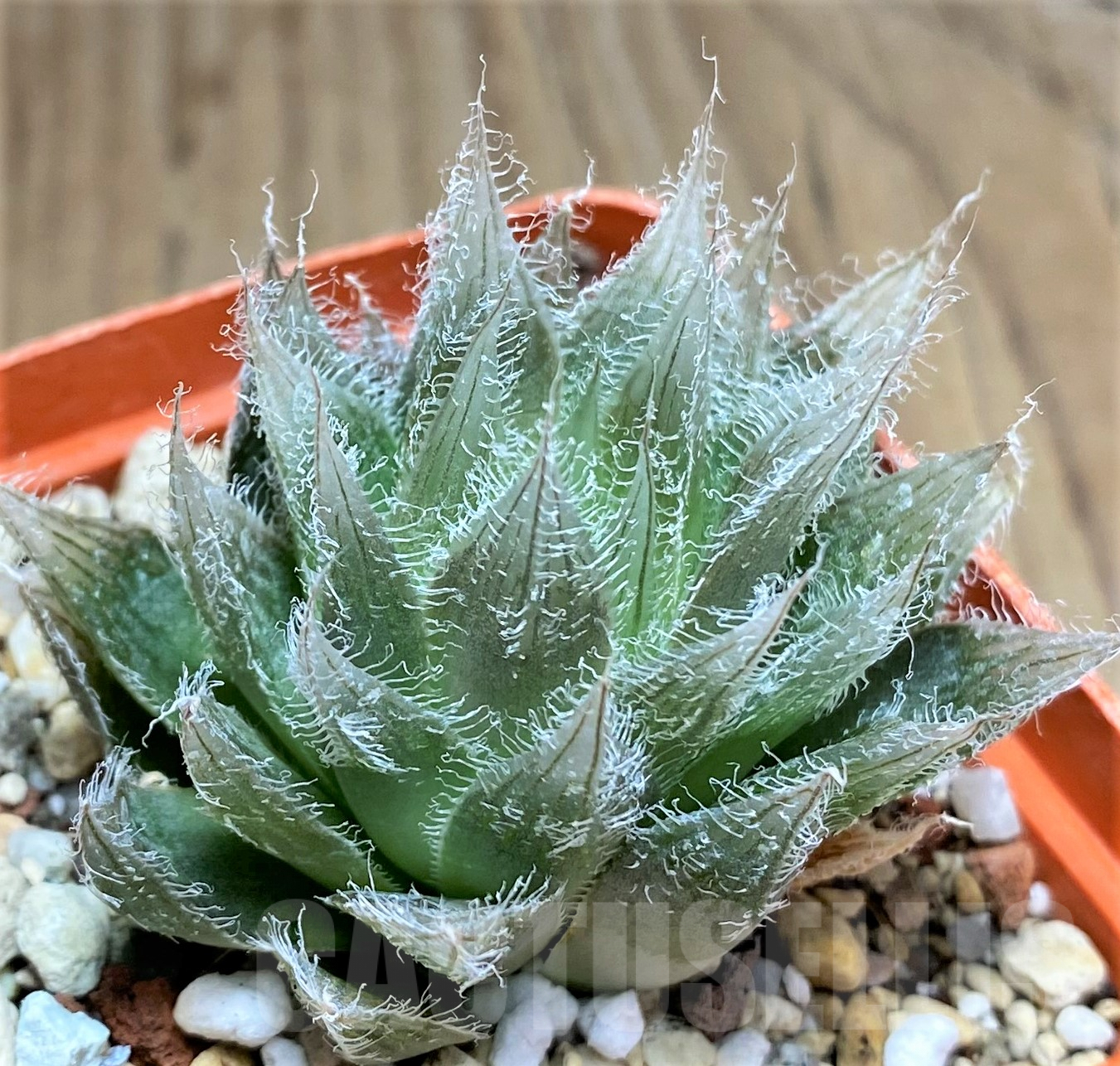 SHPR31804 Haworthia bolusii hybrid - Image 2