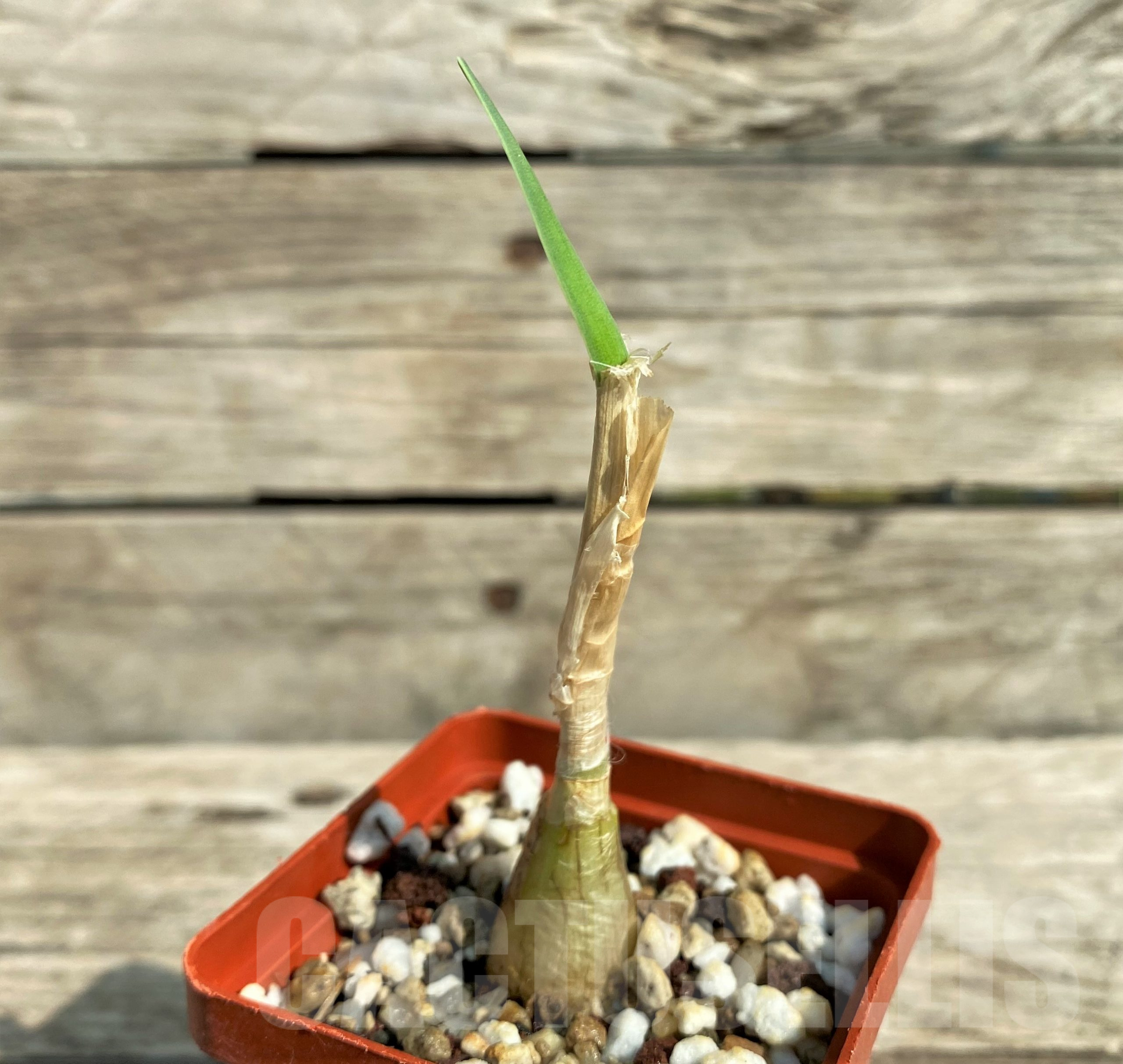 SHPR31812 Boophone disticha