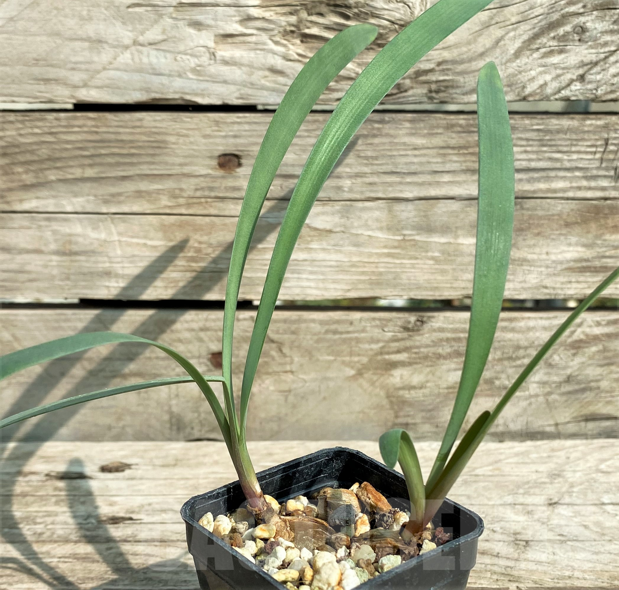 SHPR31813 Cyrtanthus mackenii - Image 2