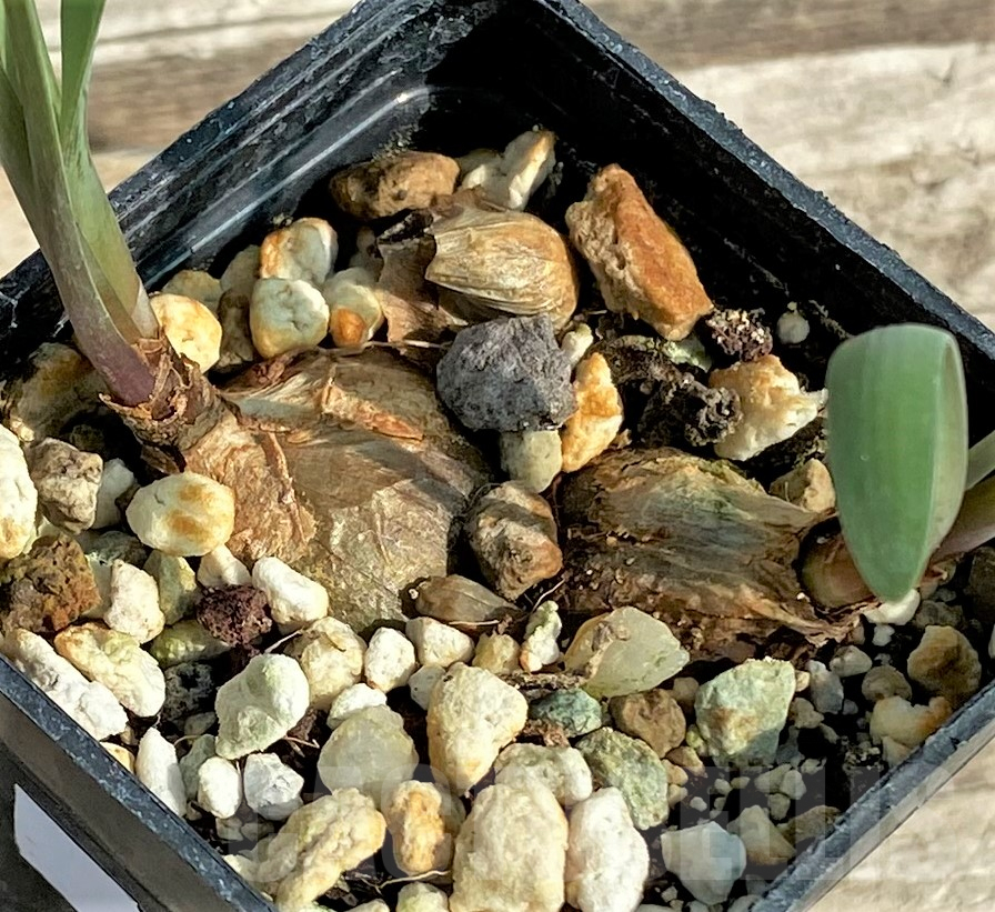 SHPR31813 Cyrtanthus mackenii - Image 3