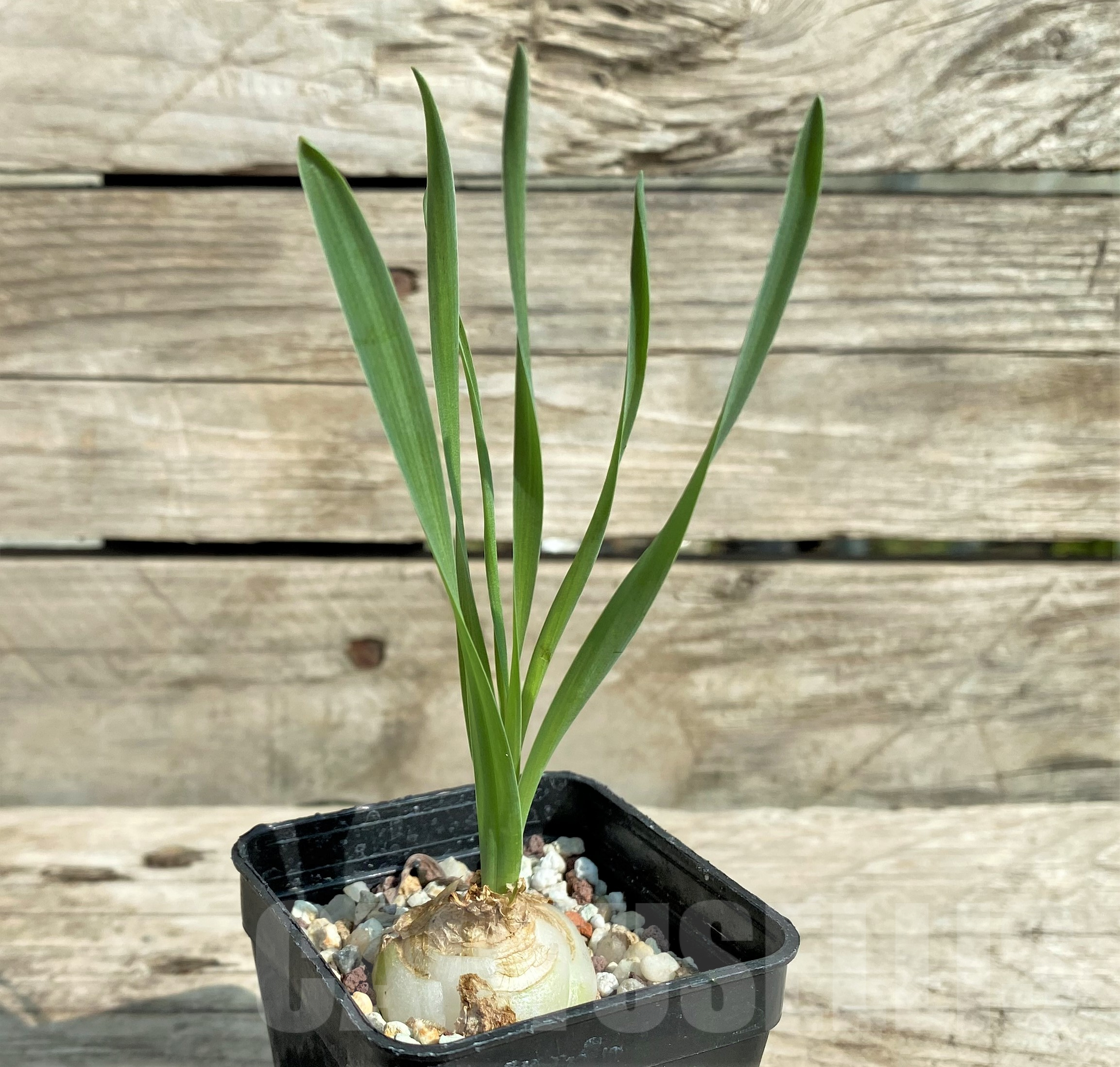 SHPR31814 Albuca concordiana