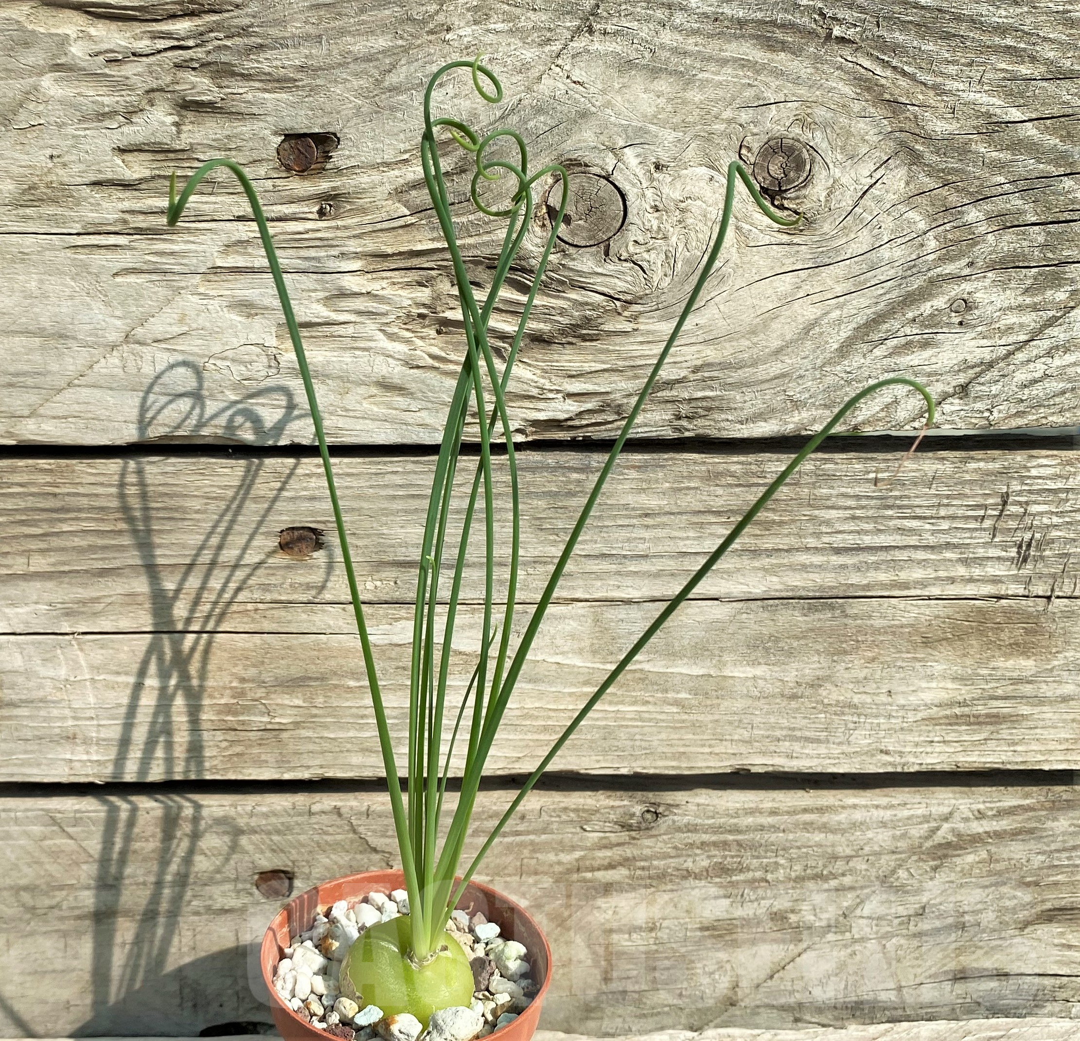 SHPR31815 Albuca spiralis