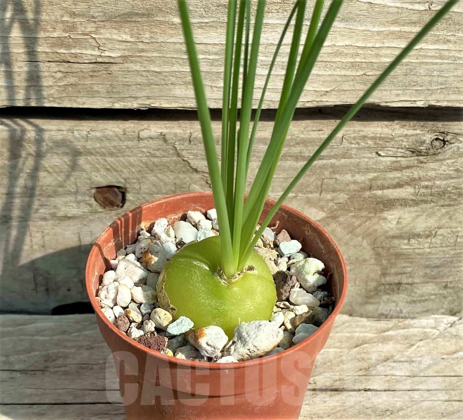 SHPR31815 Albuca spiralis - immagine 2