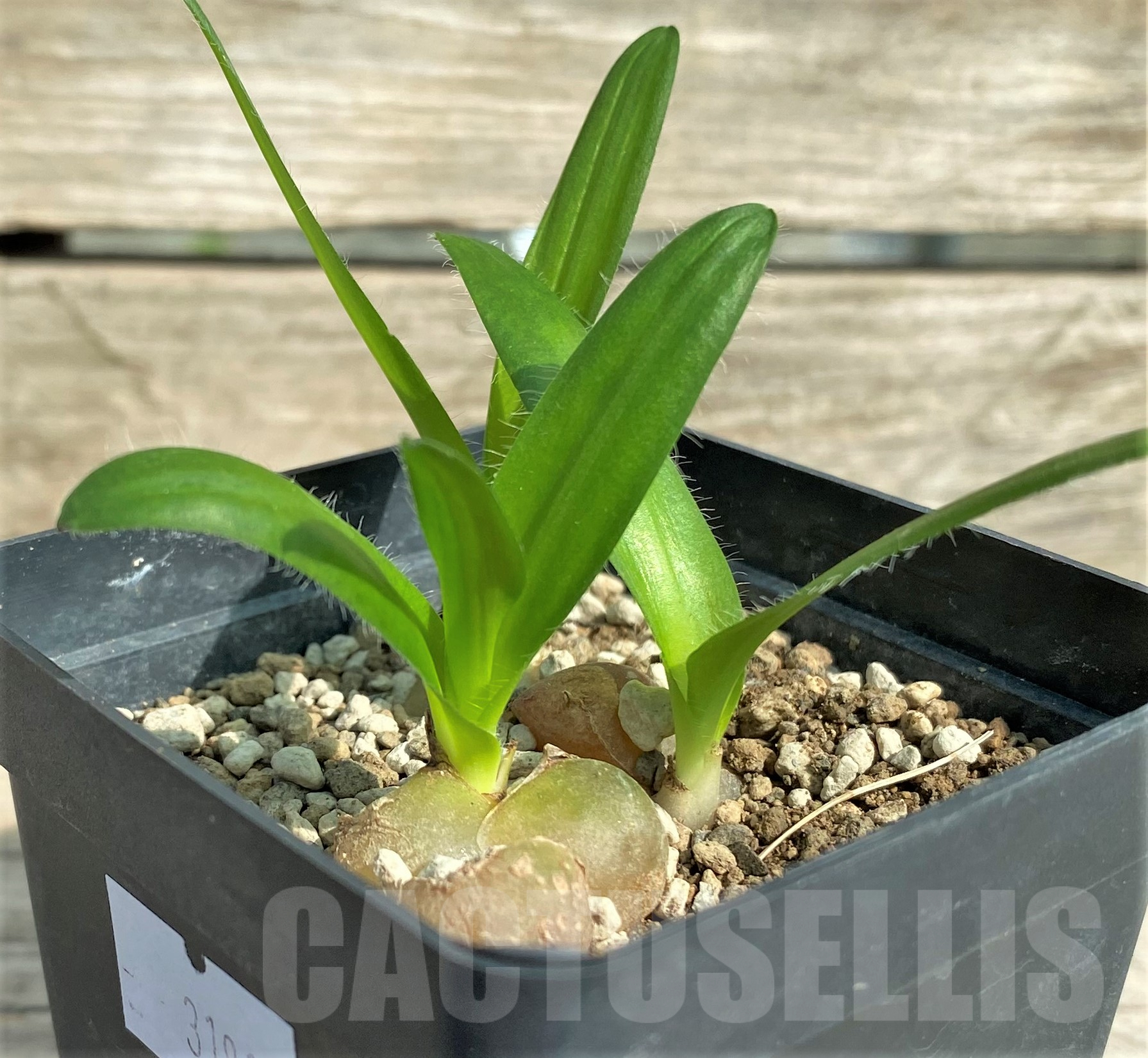 SHPR31816 Drimia haworthioides