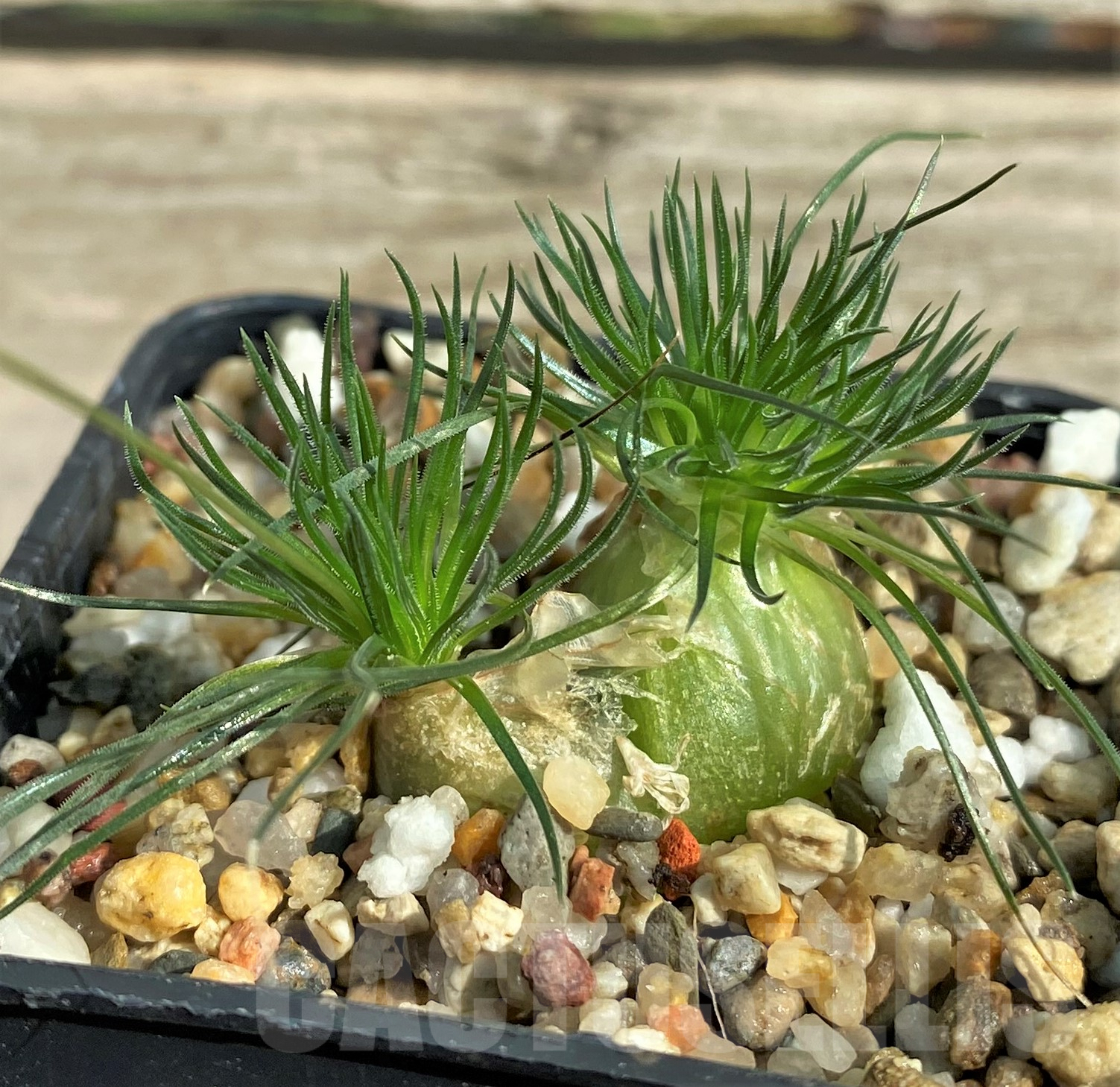 SHPR31817 Ornithogalum sardienii mini form