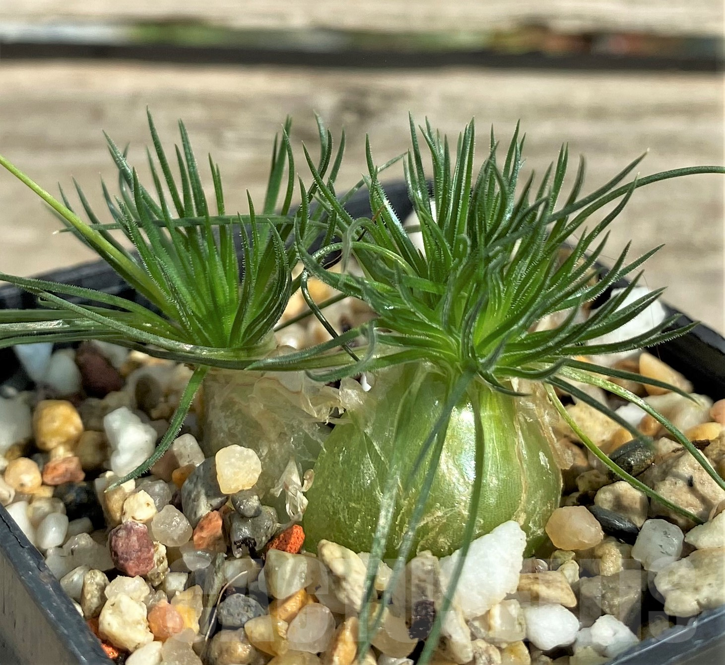 SHPR31817 Ornithogalum sardienii mini form - immagine 2