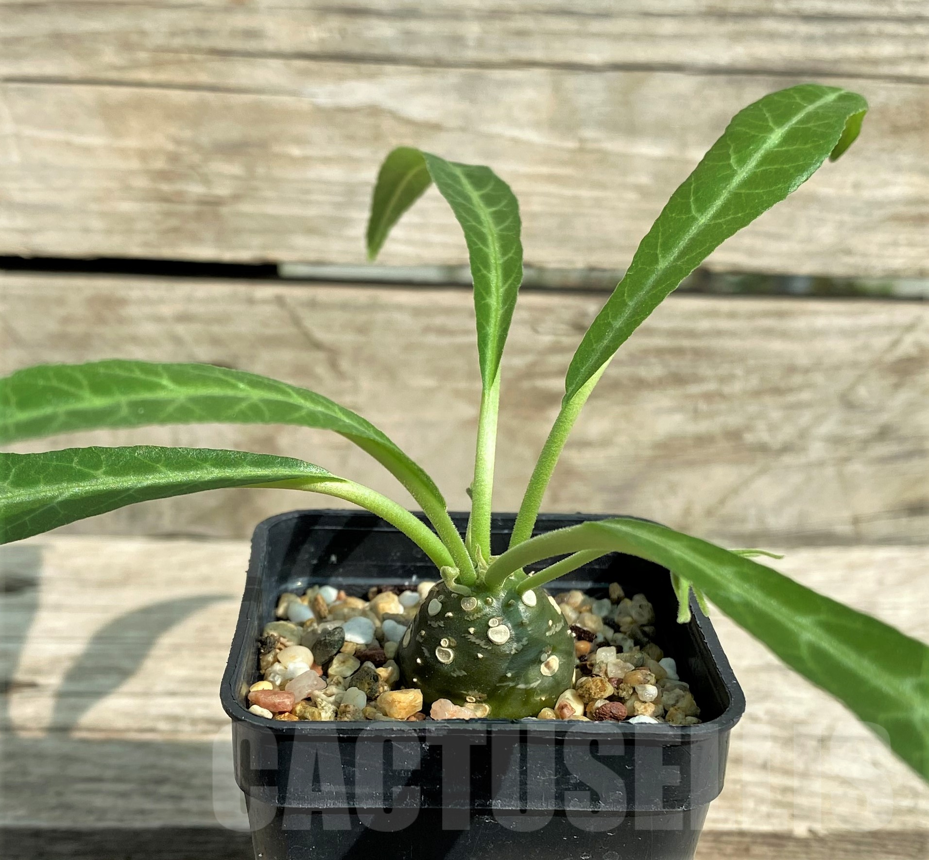 SHPR31818 Dorstenia lancifolia