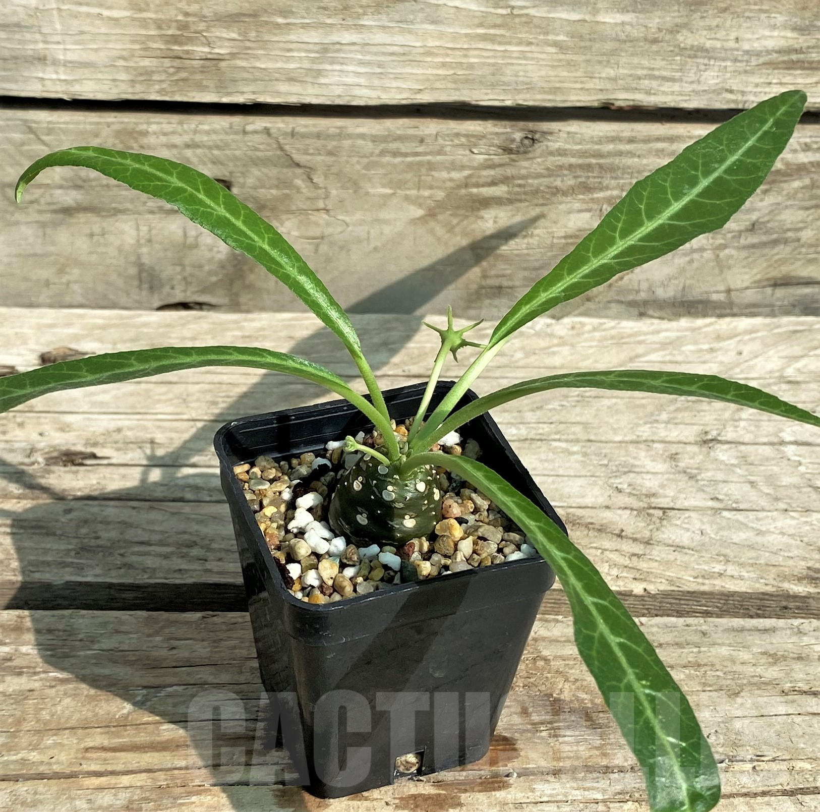 SHPR31818 Dorstenia lancifolia - immagine 2