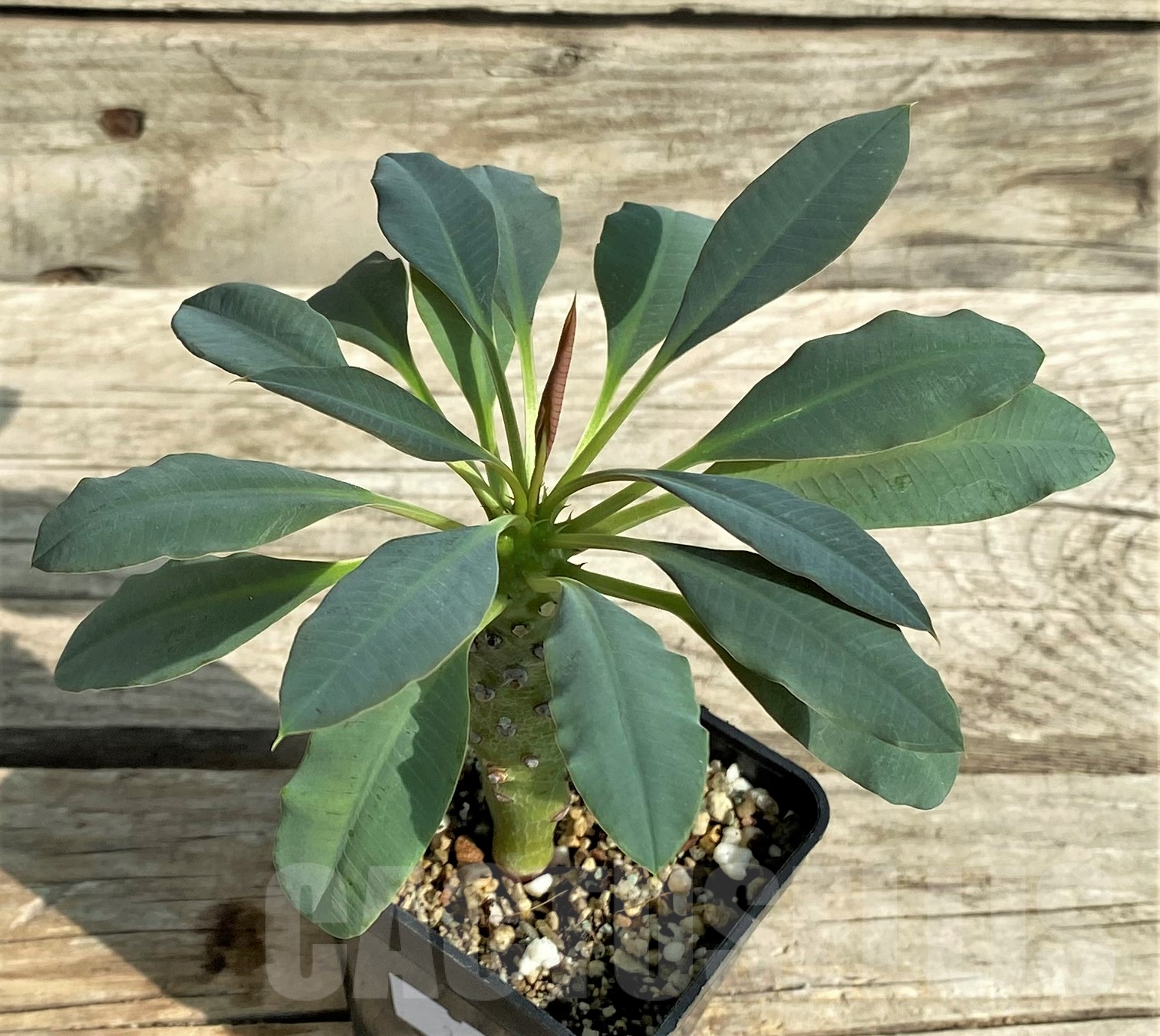 SHPR31819 Euphorbia pachypodioides