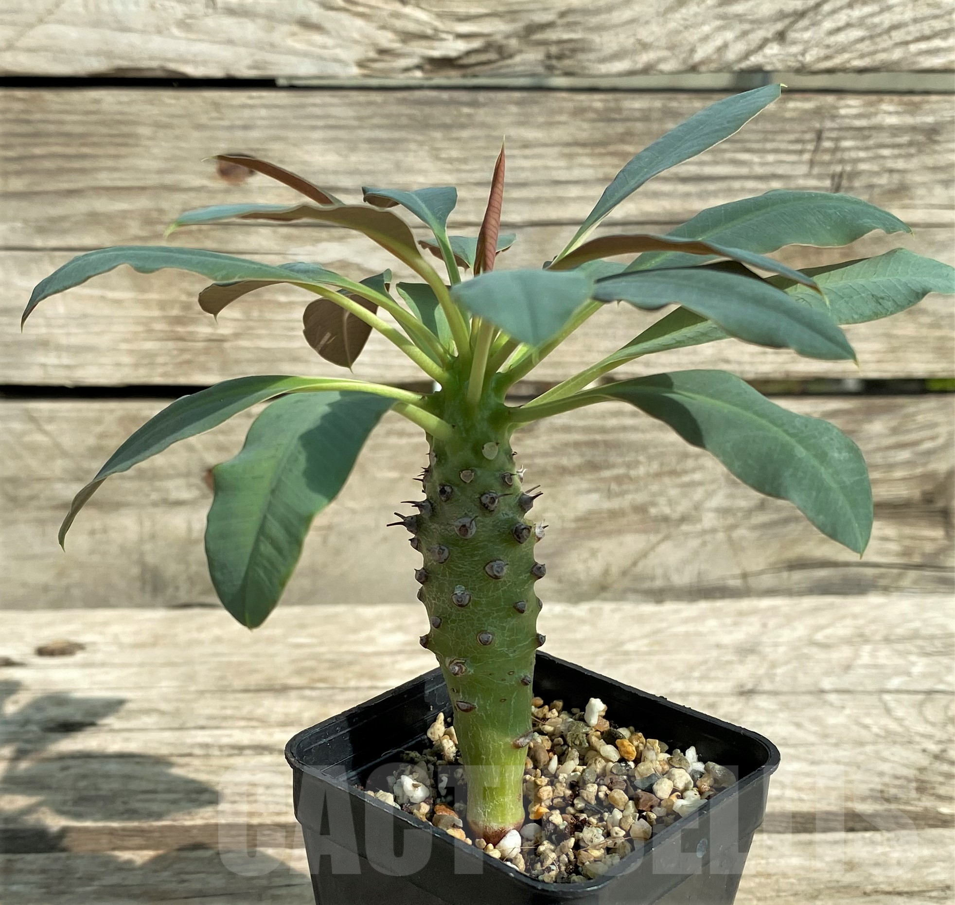 SHPR31819 Euphorbia pachypodioides - immagine 2