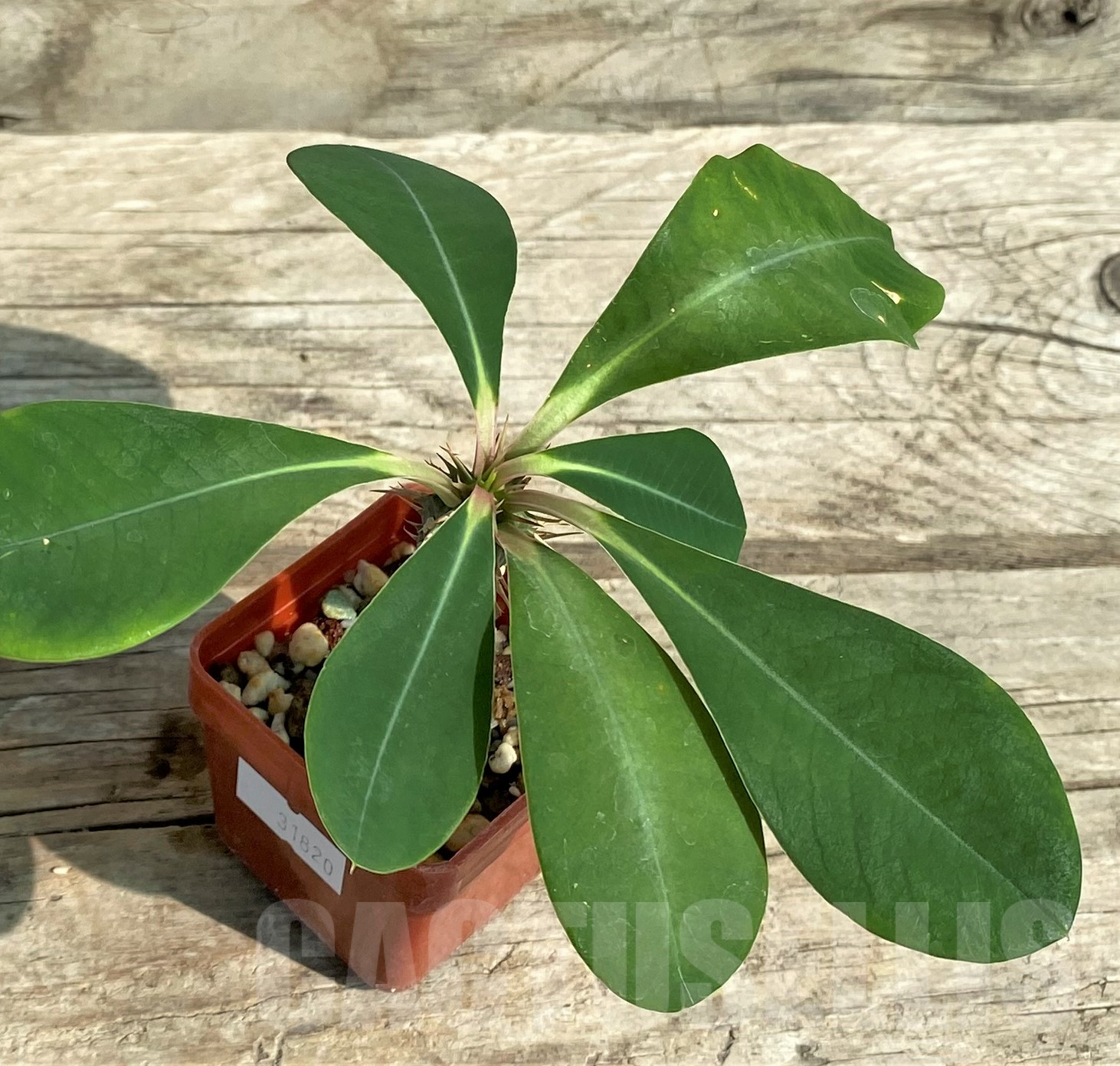 SHPR31820 Euphorbia viguieri ssp. capuronii - immagine 2