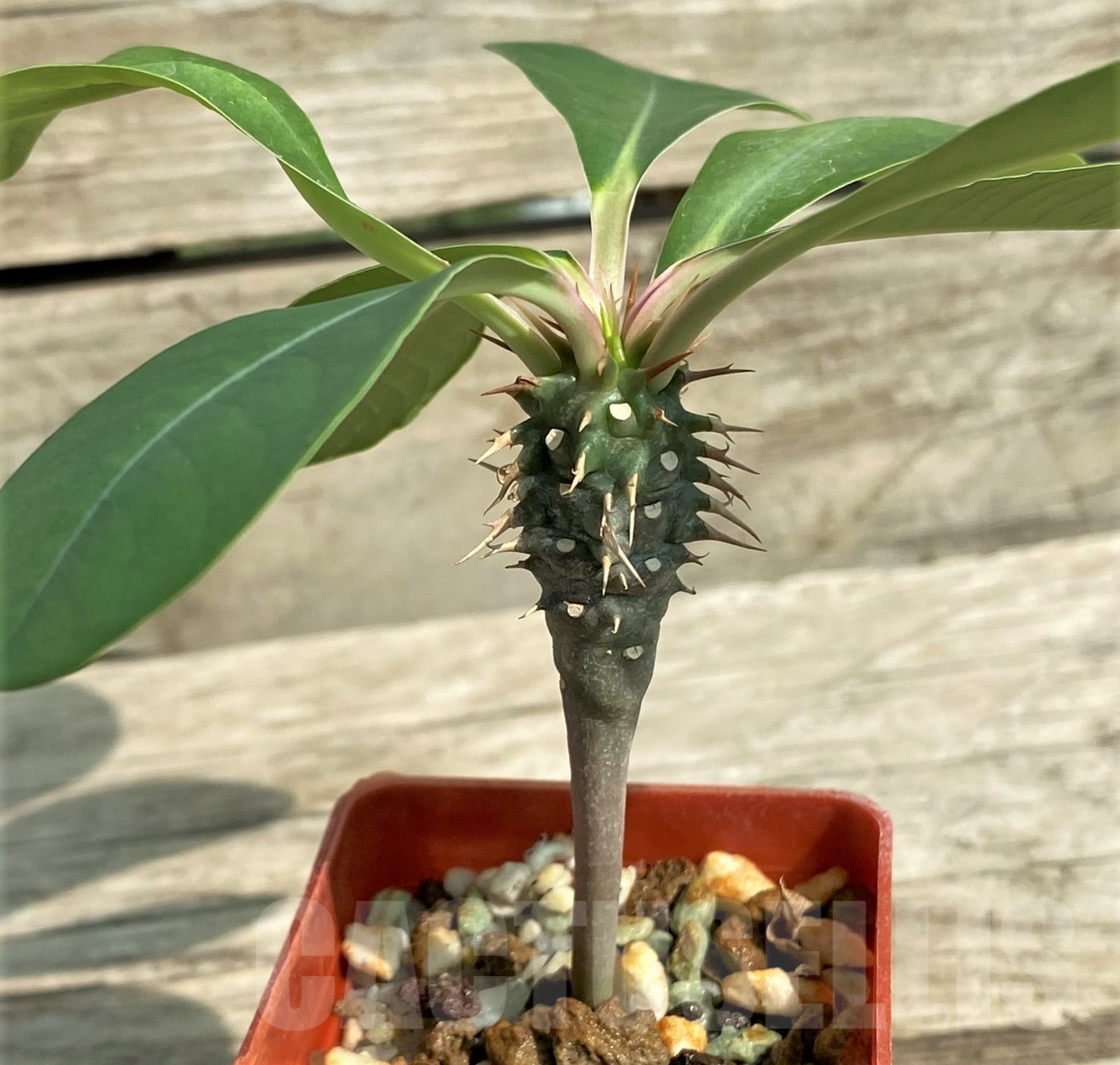 SHPR31820 Euphorbia viguieri ssp. capuronii