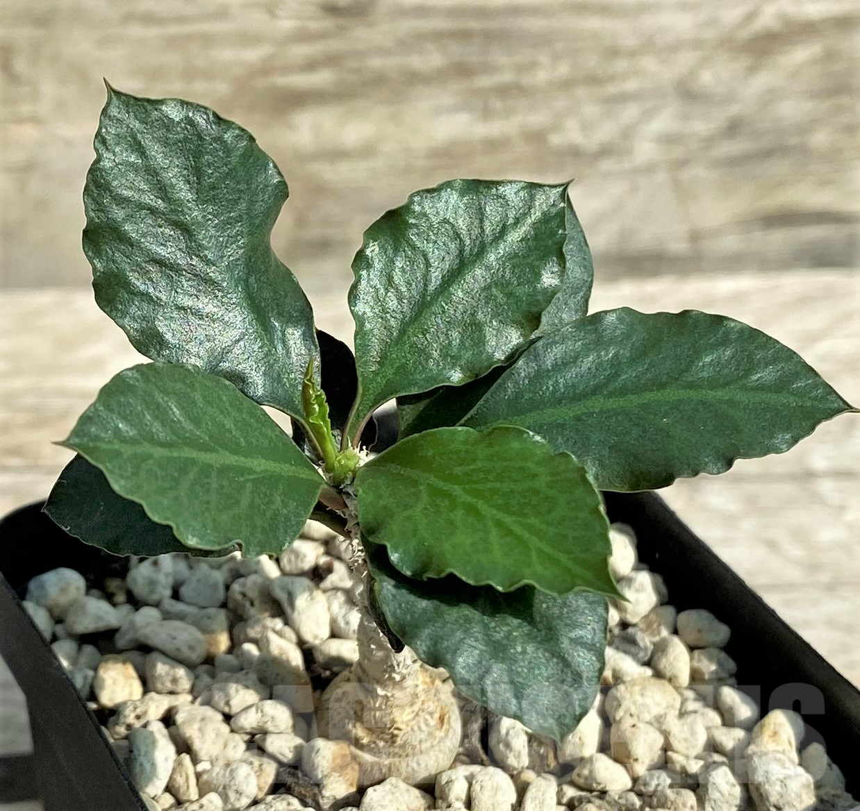 SHPR31821 Euphorbia ambovombensis