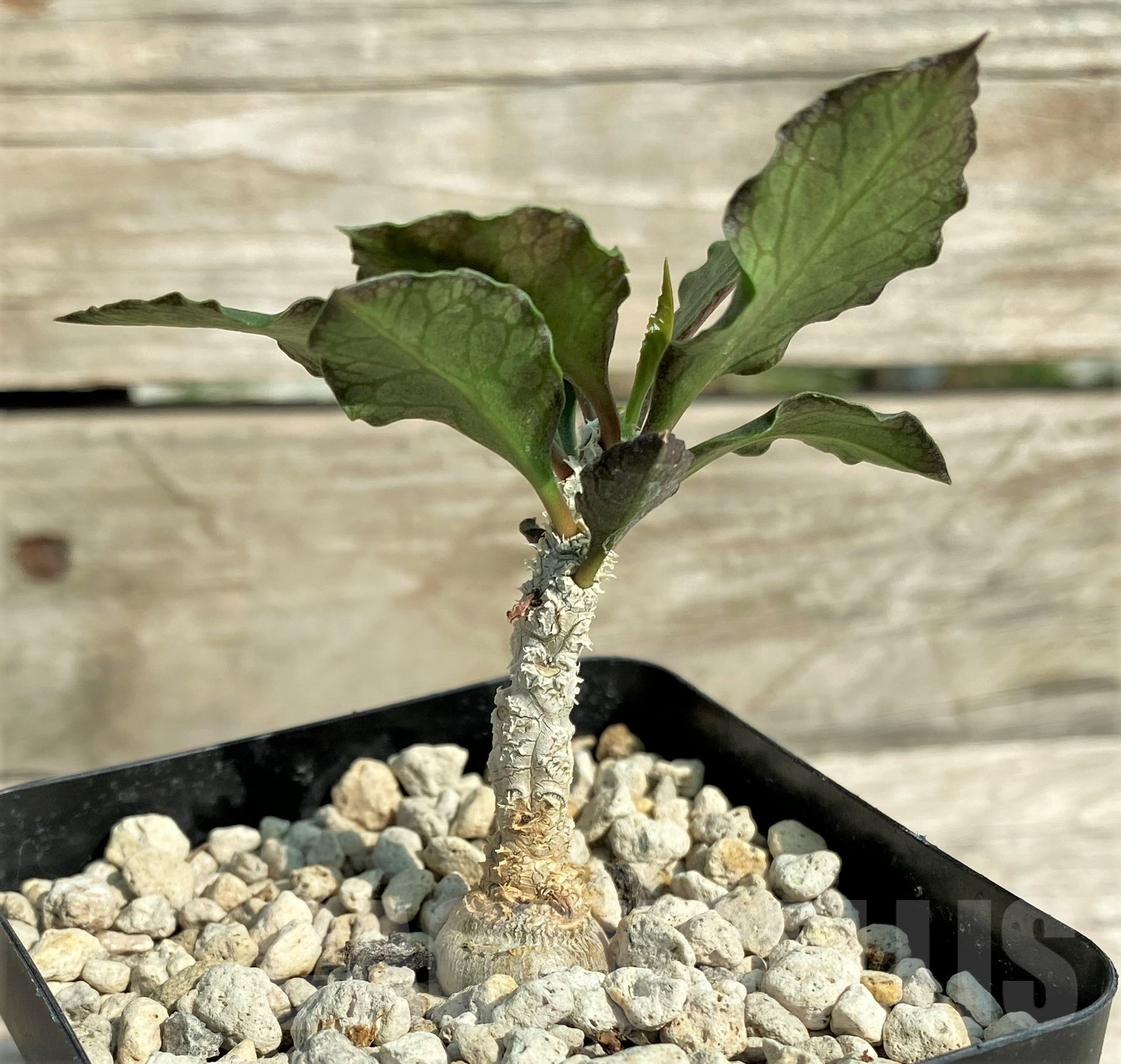 SHPR31821 Euphorbia ambovombensis - Image 2