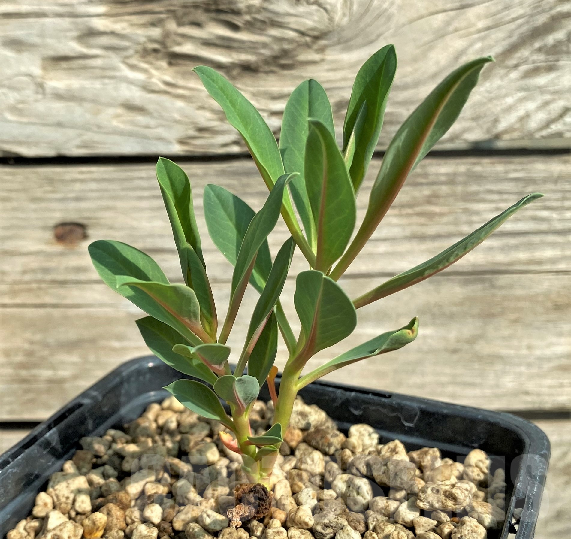 SHPR31822 Monadenium pedunculatum - Imagen 2