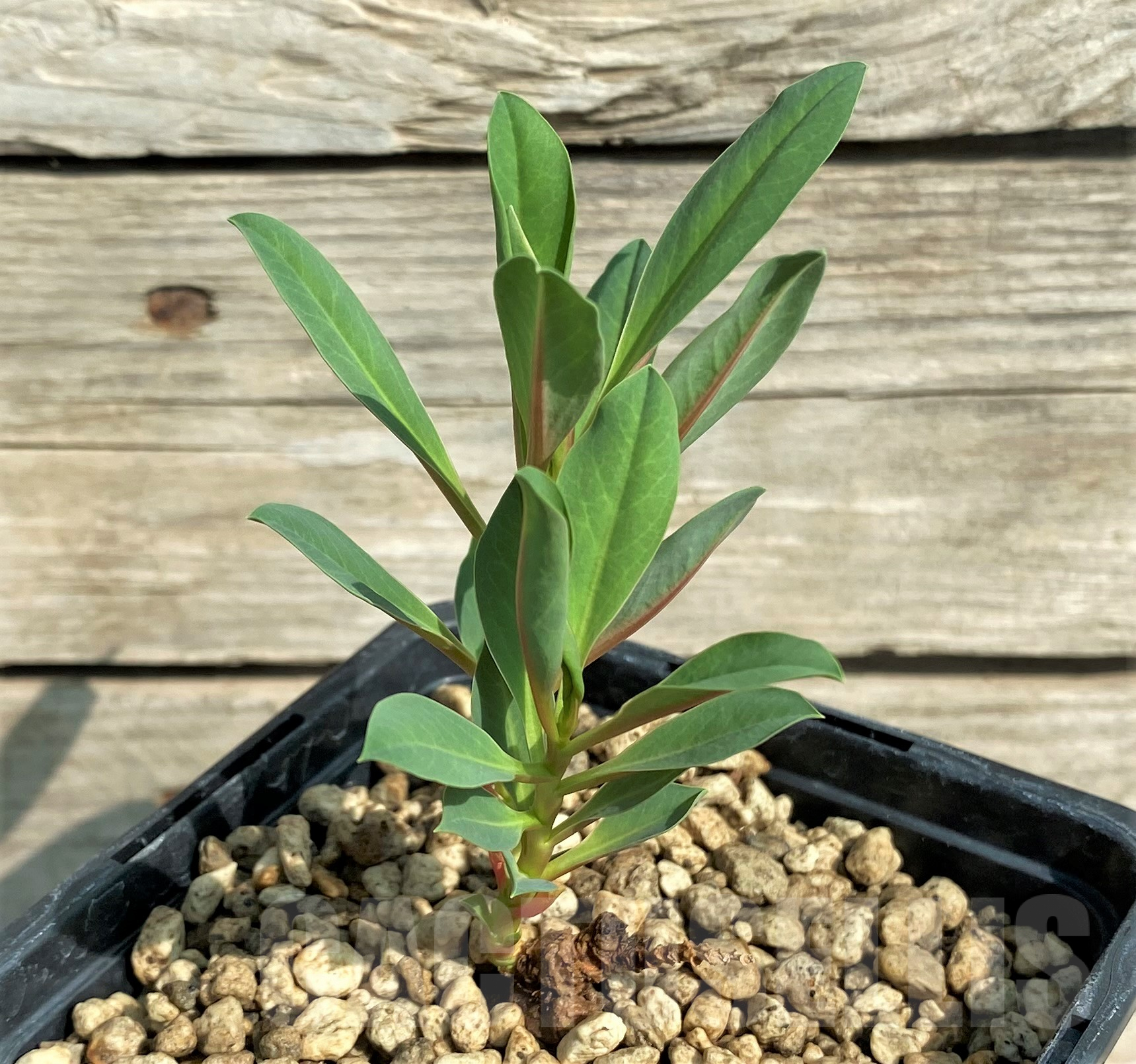 SHPR31822 Monadenium pedunculatum