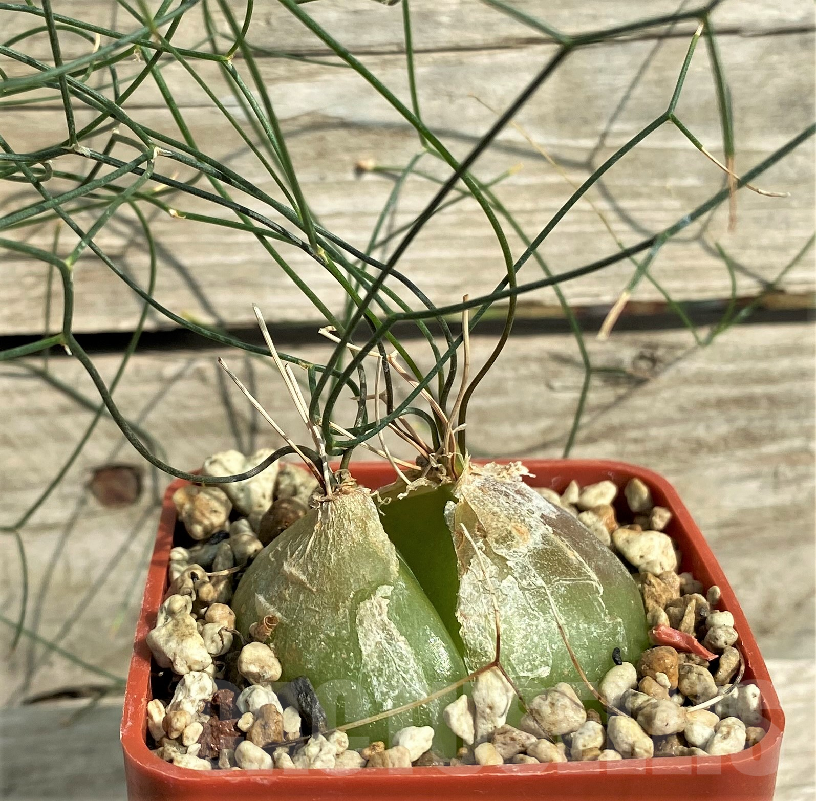 SHPR31824 Schizobasis intricata - Image 2