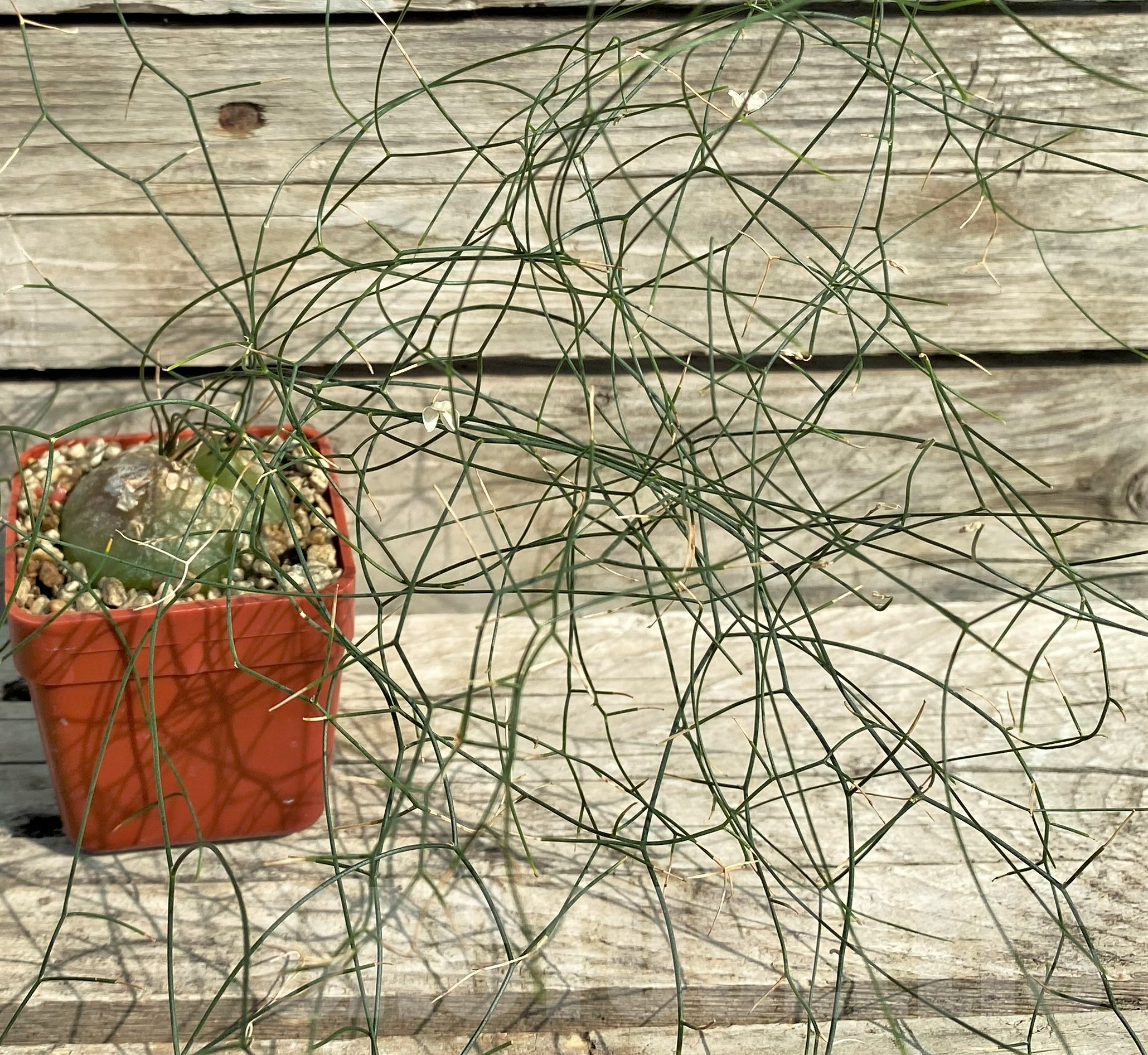 SHPR31824 Schizobasis intricata