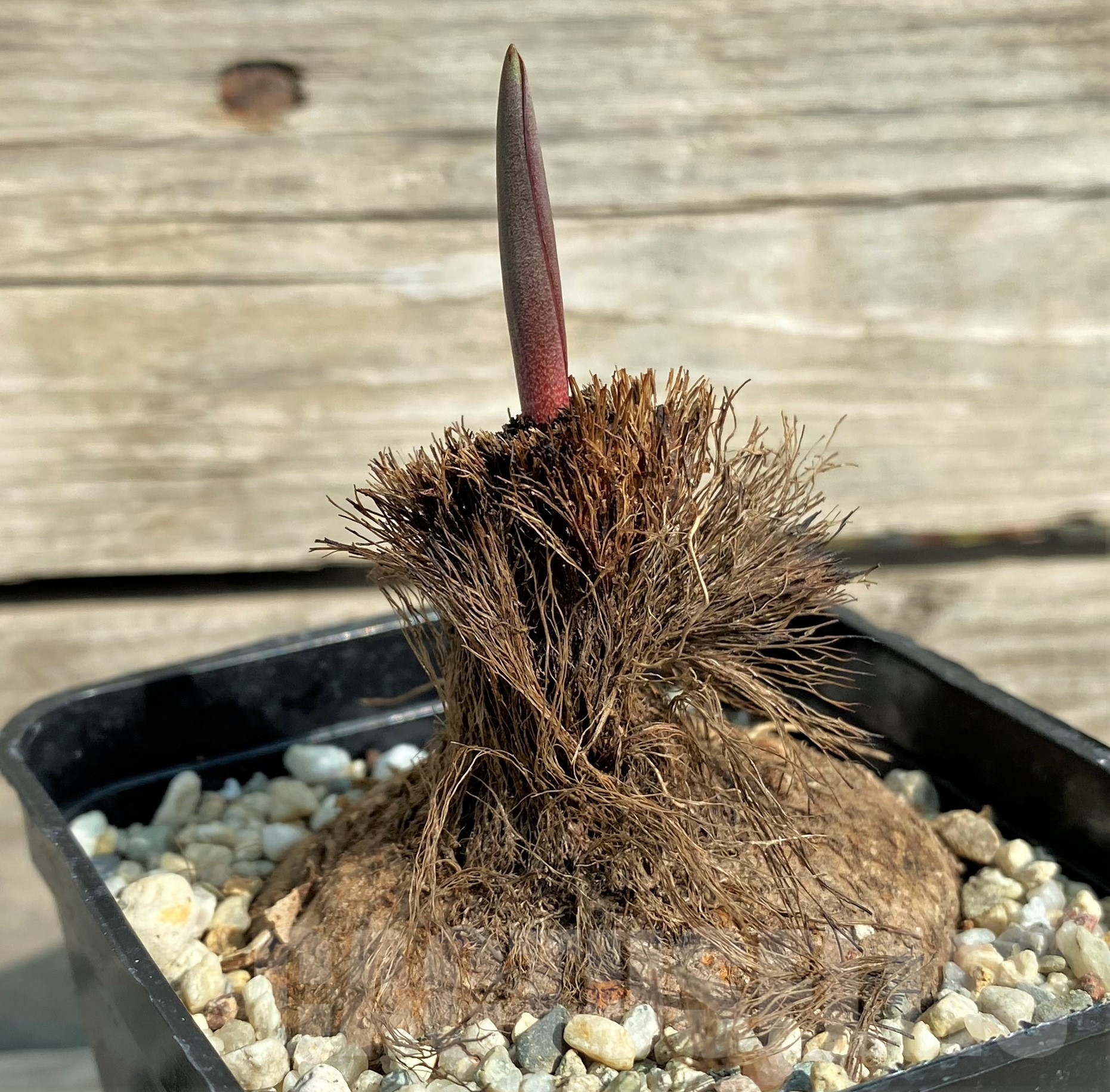 SHPR31825 Eriospermum aff. mackenii ES22864