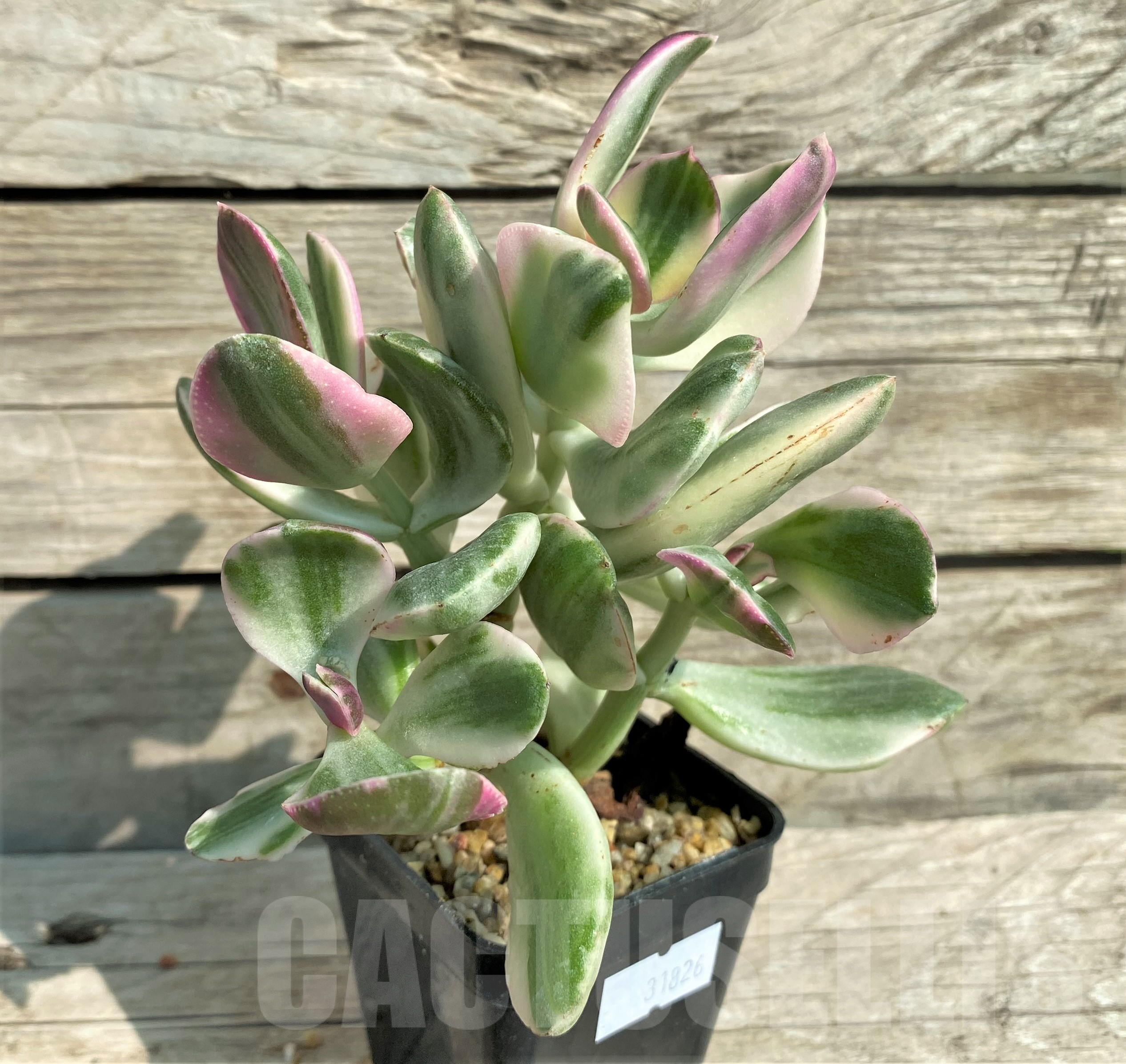 SHPR31826 Crassula arborescens f. white variegata - Image 2