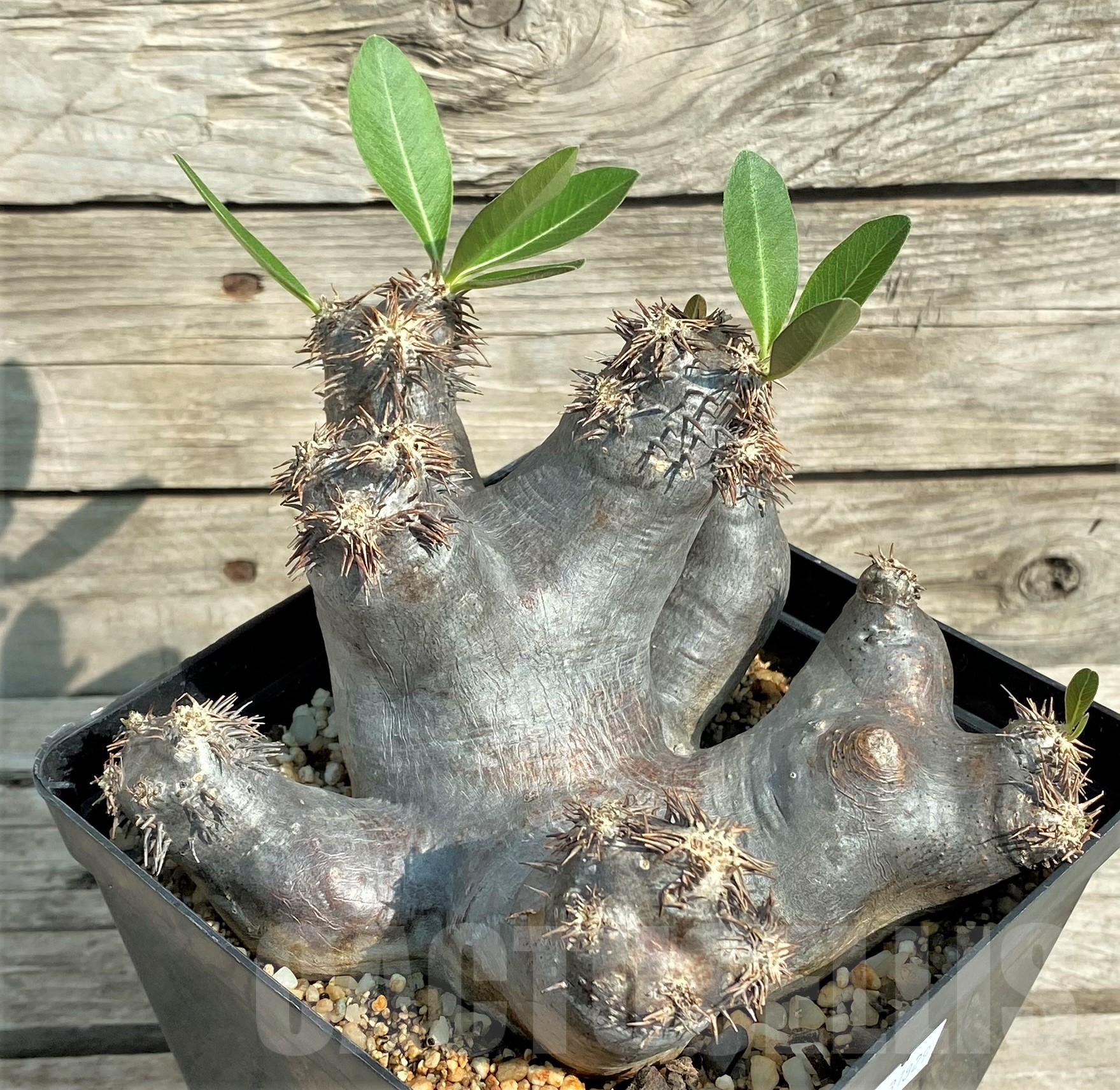 SHPR31829 Pachypodium makayense