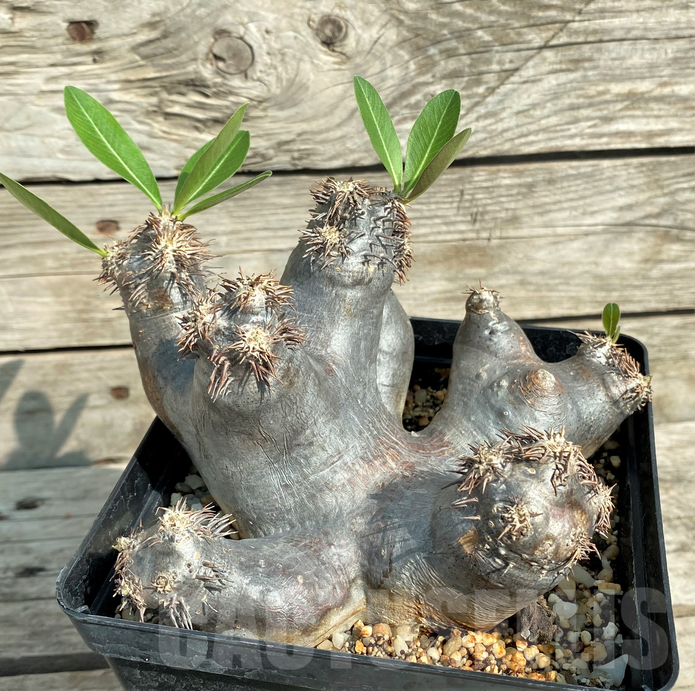 SHPR31829 Pachypodium makayense - Image 2