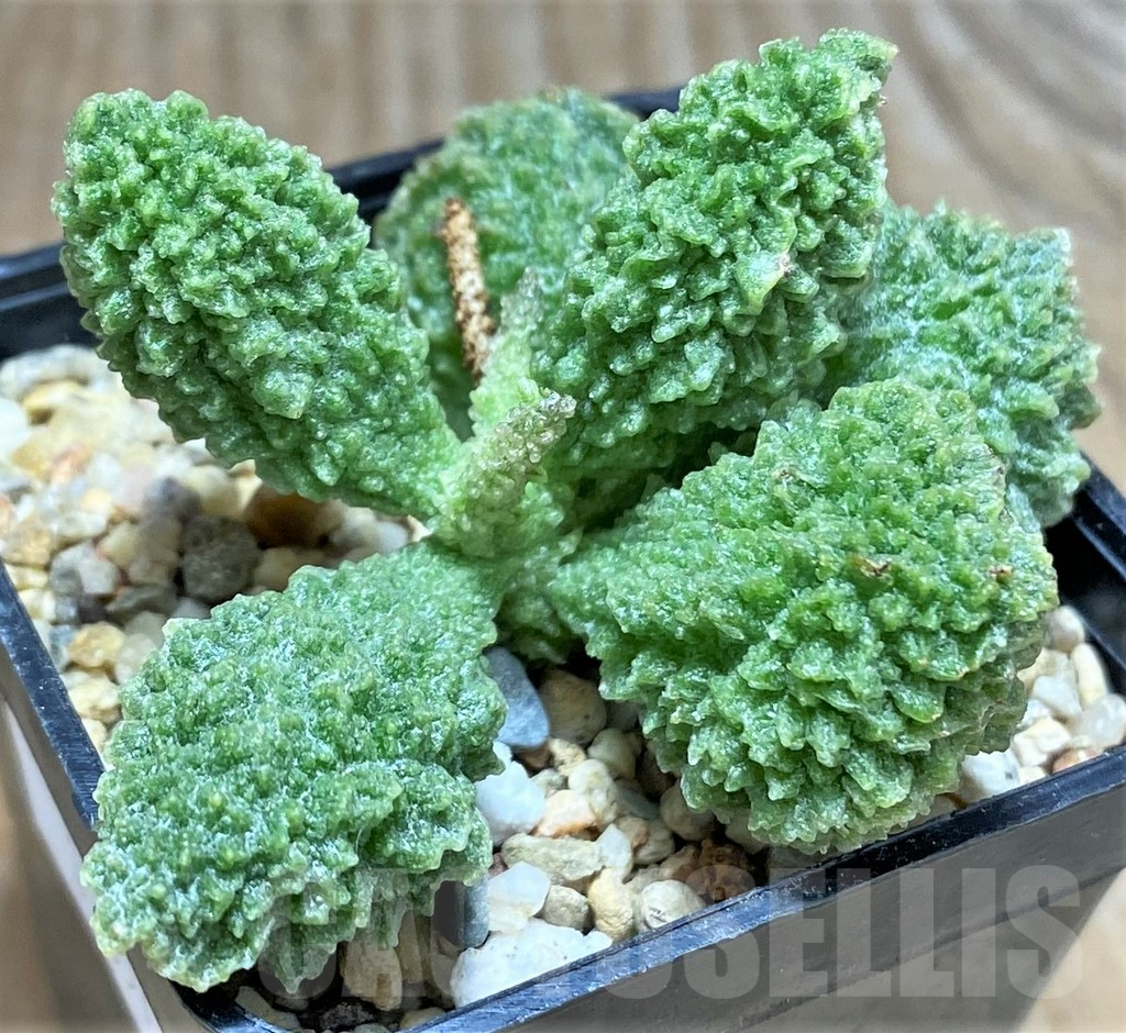 SHPR31857 Adromischus marianae f. herrei 'Green'