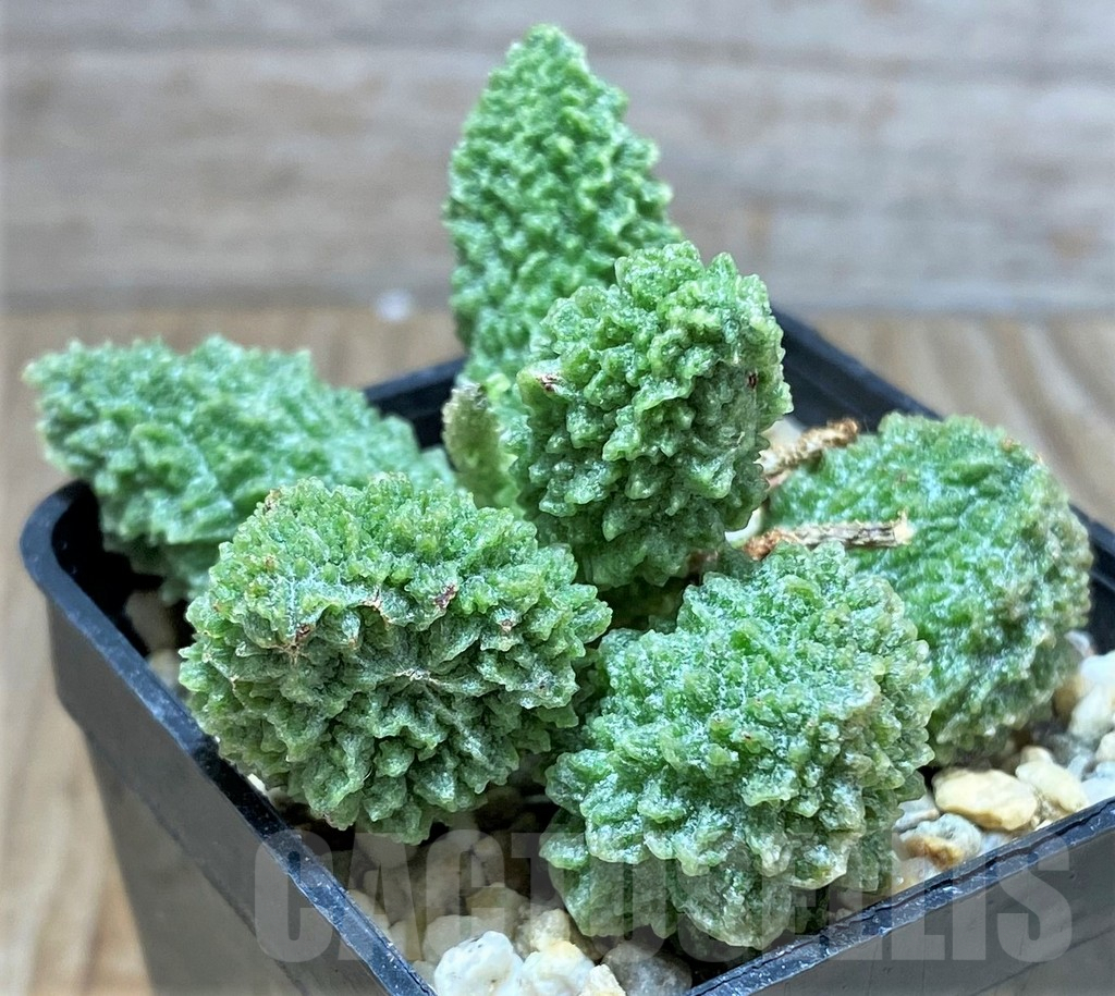 SHPR31857 Adromischus marianae f. herrei 'Green' - Image 2