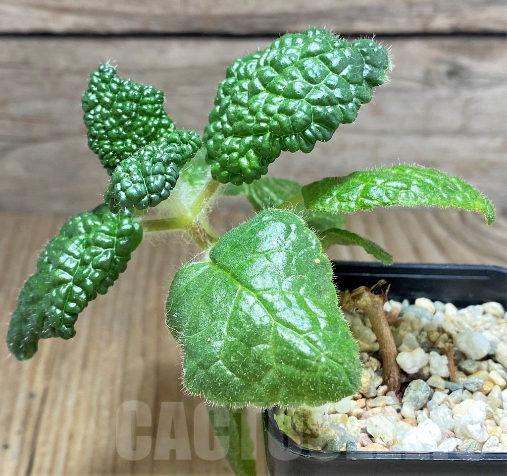 SHPR31859 Sinningia bullata - Image 2