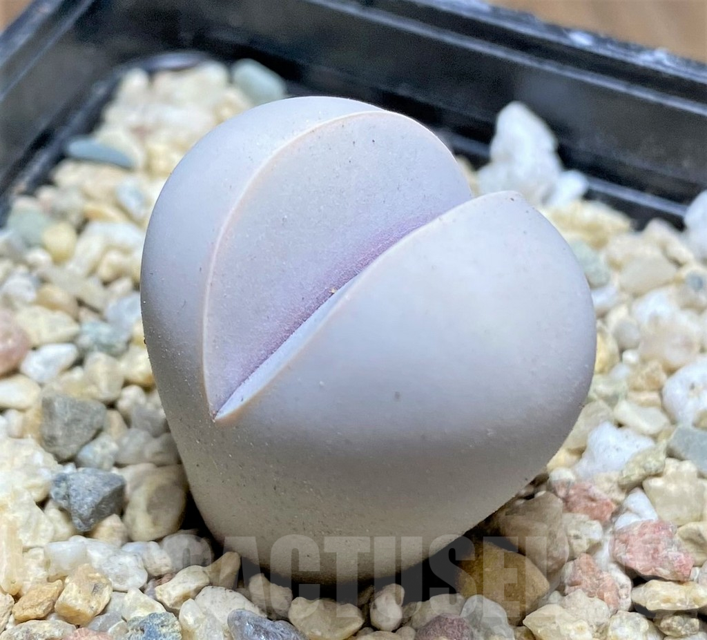 SHPR31861 Dinteranthus wilmotianus ssp. impunctatus