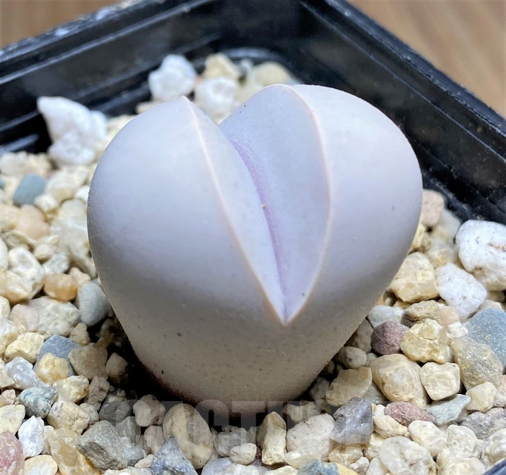 SHPR31861 Dinteranthus wilmotianus ssp. impunctatus - Image 2