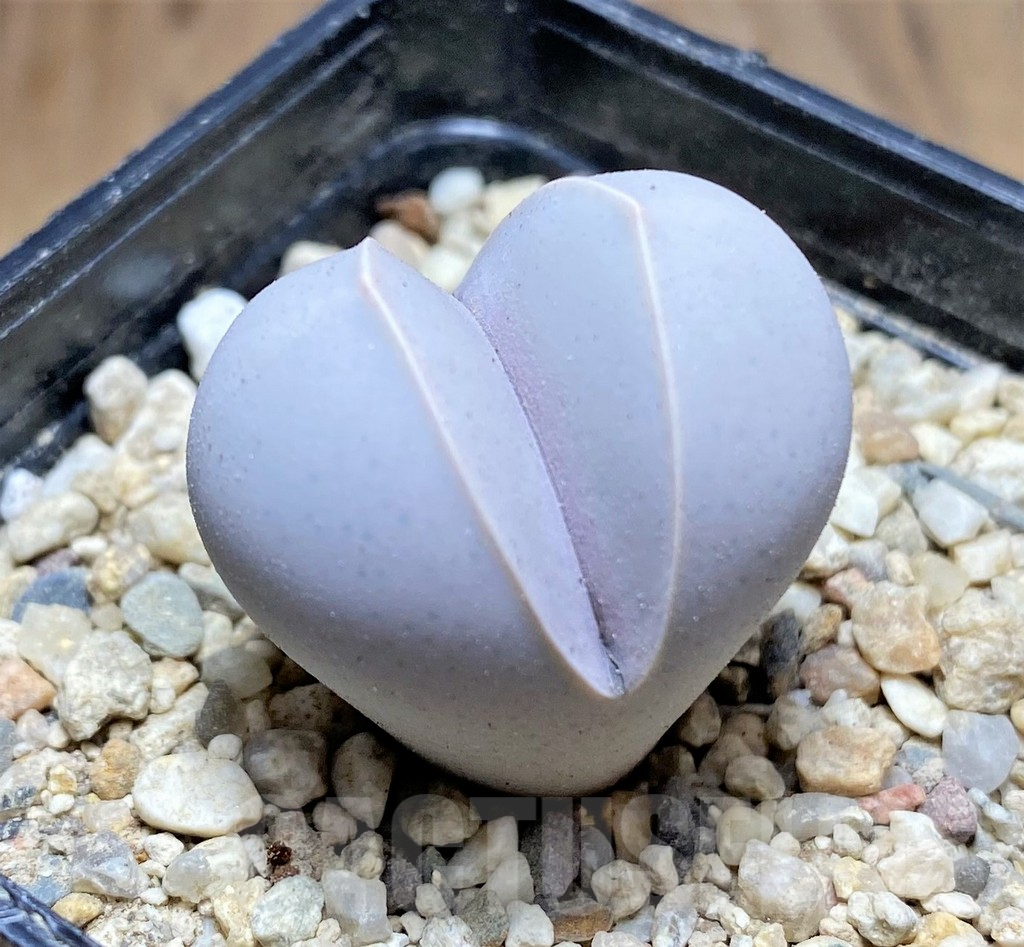 SHPR31863 Dinteranthus wilmotianus ssp. impunctatus - Image 2