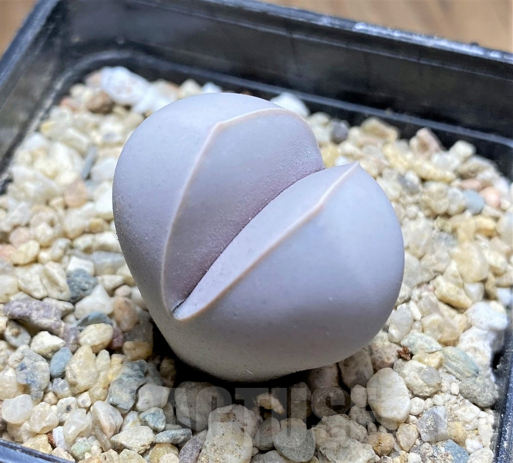 SHPR31863 Dinteranthus wilmotianus ssp. impunctatus