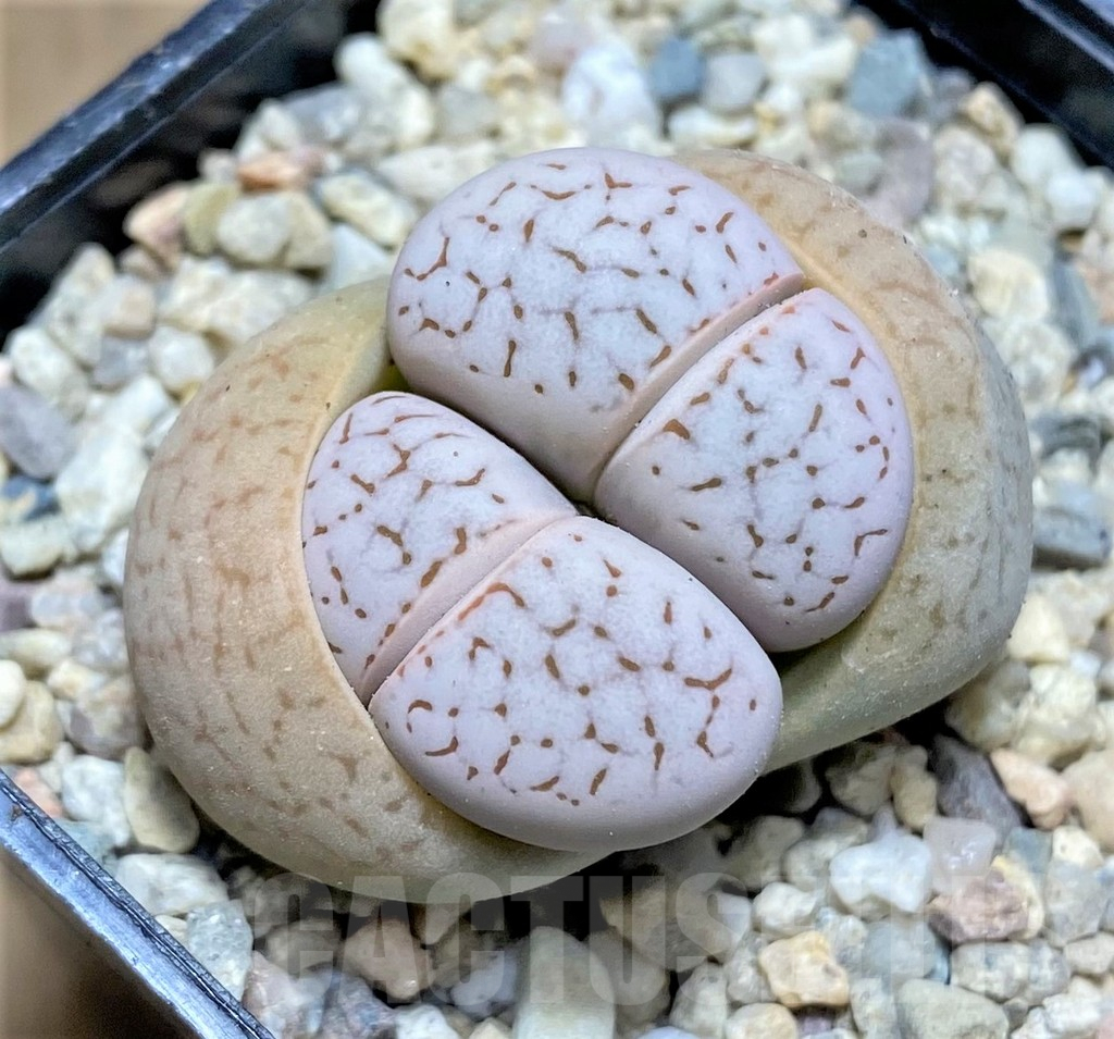 SHPR31870 Dinteranthus vanzylii