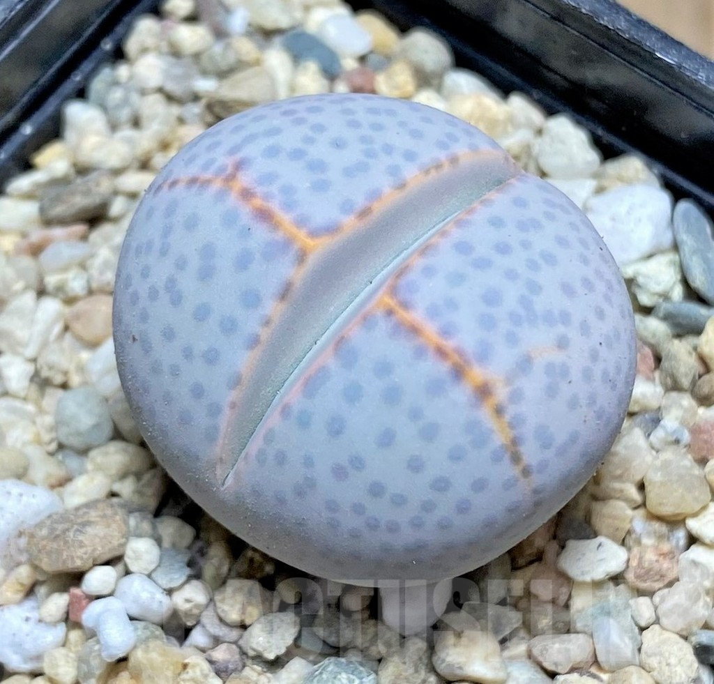 SHPR31875 Dinteranthus wilmotianus -Geelkop-