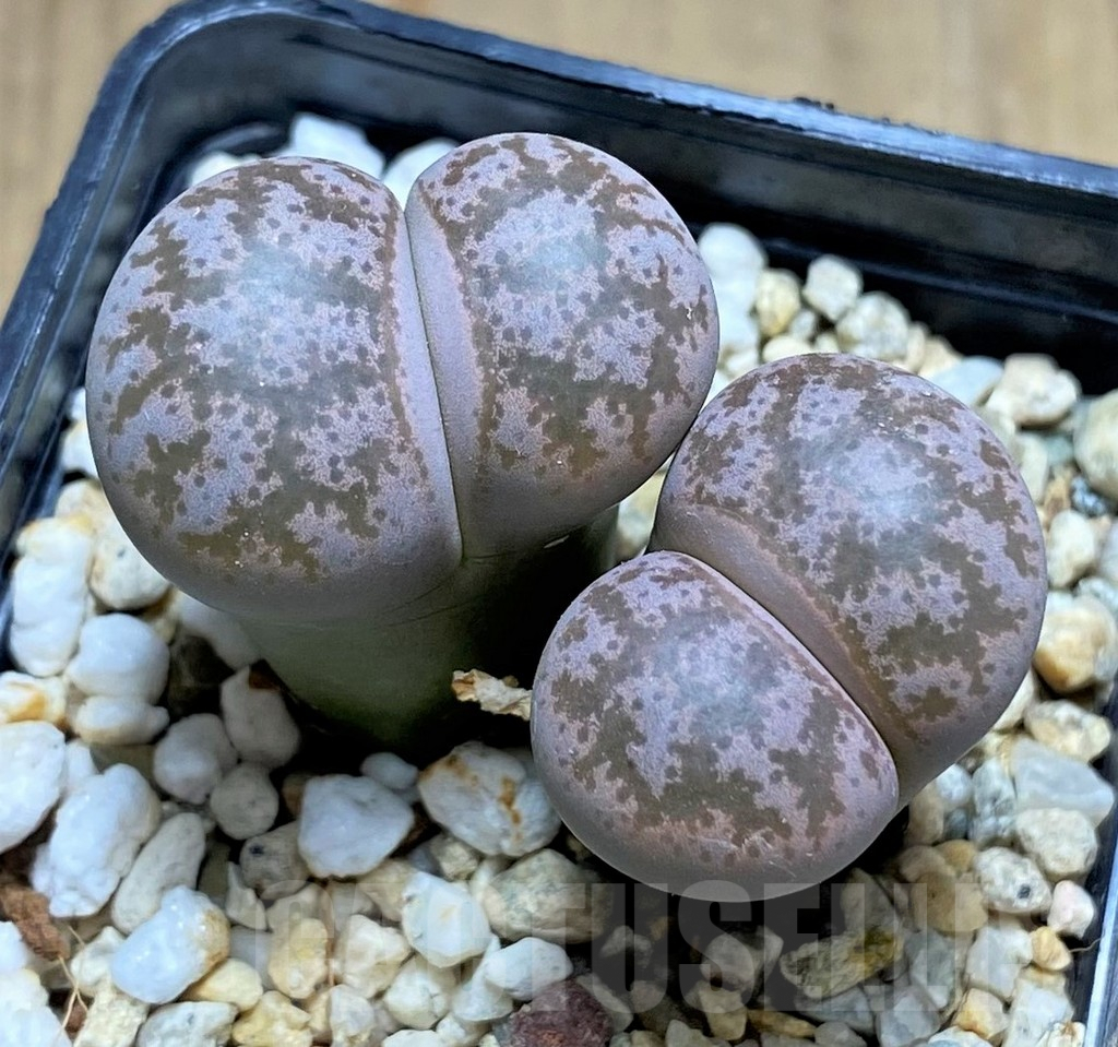 SHPR31876 Lithops coleorum