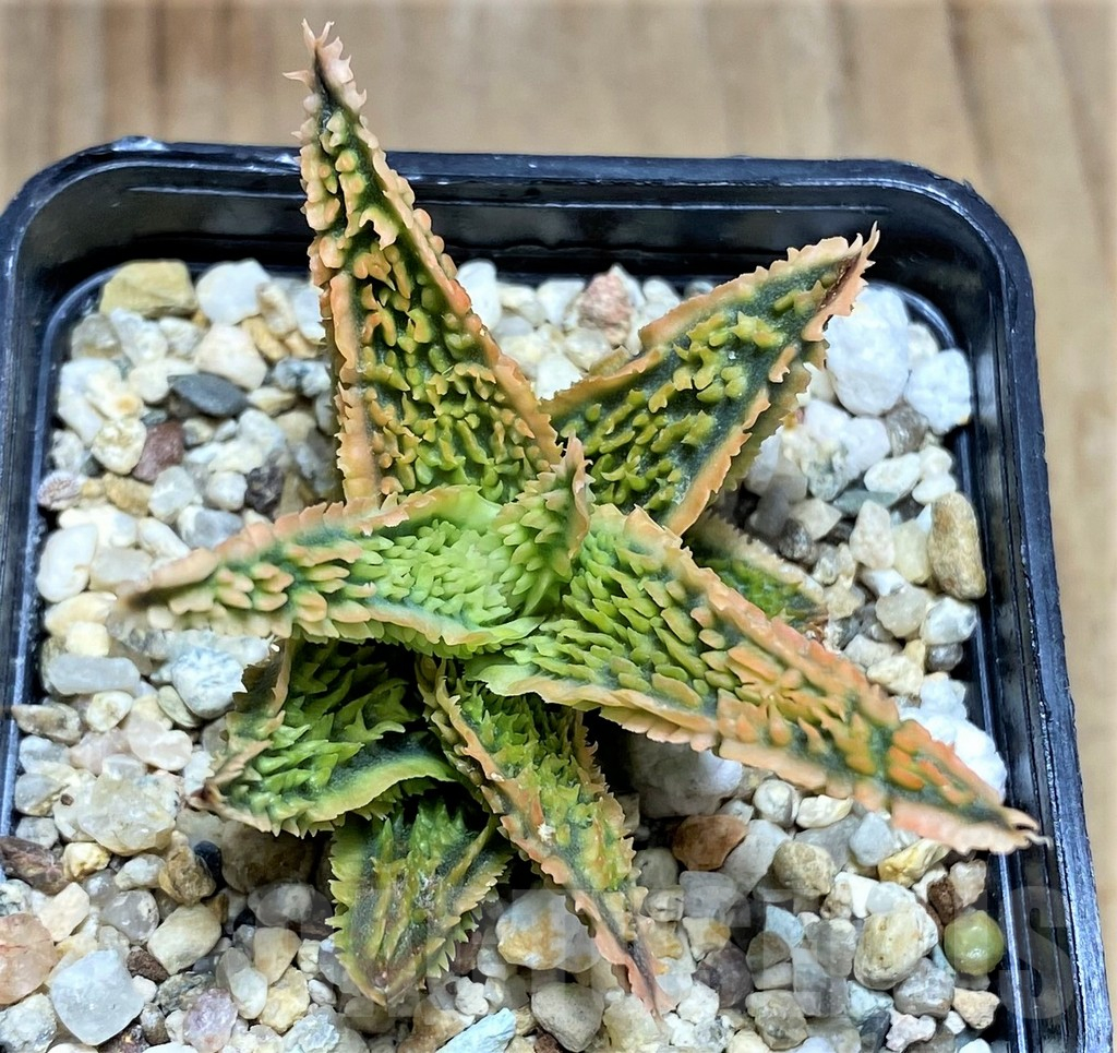 SHPR31910 Aloe TCT hybrid - Зображення 2