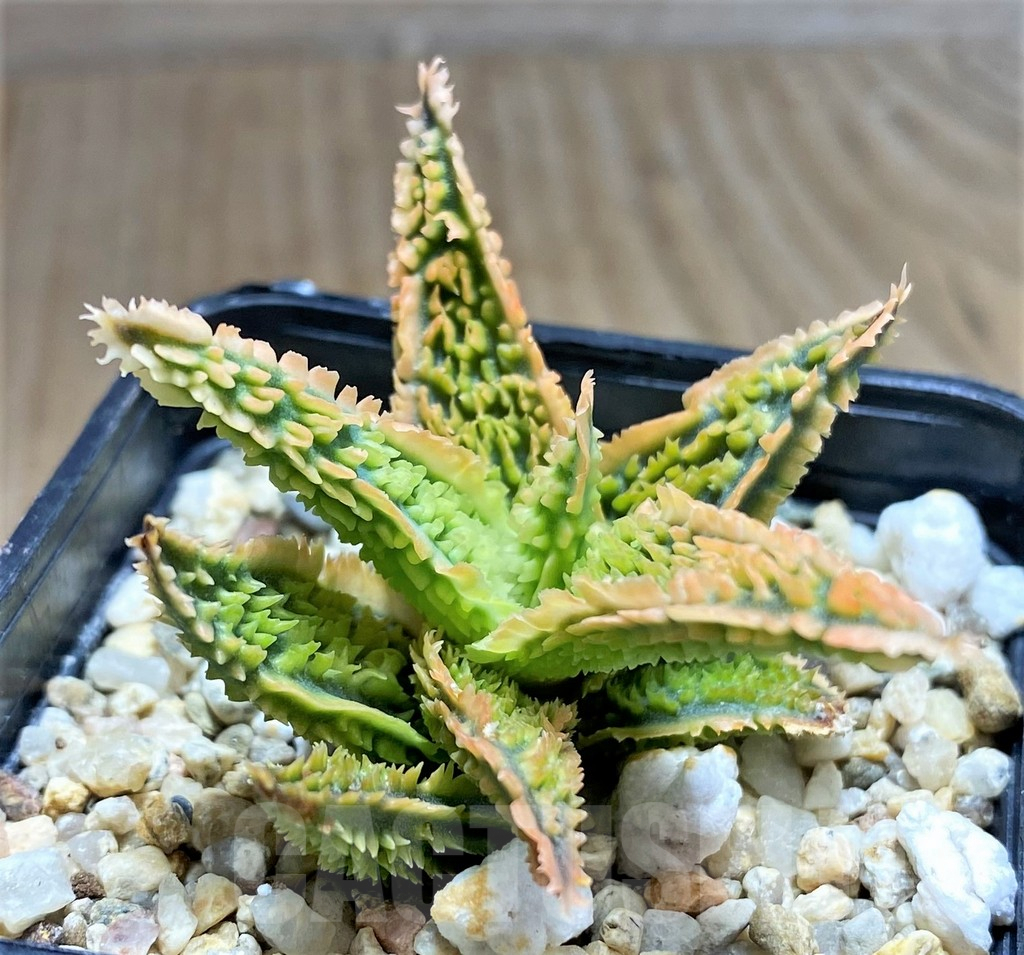 SHPR31910 Aloe TCT hybrid
