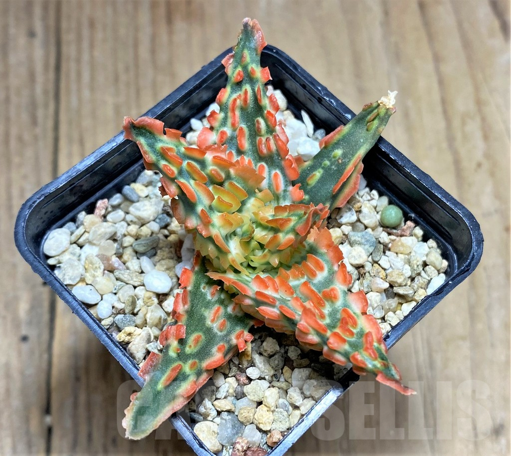 SHPR31911 Aloe TCT hybrid - Зображення 2