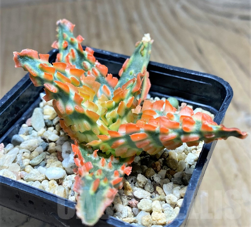 SHPR31911 Aloe TCT hybrid