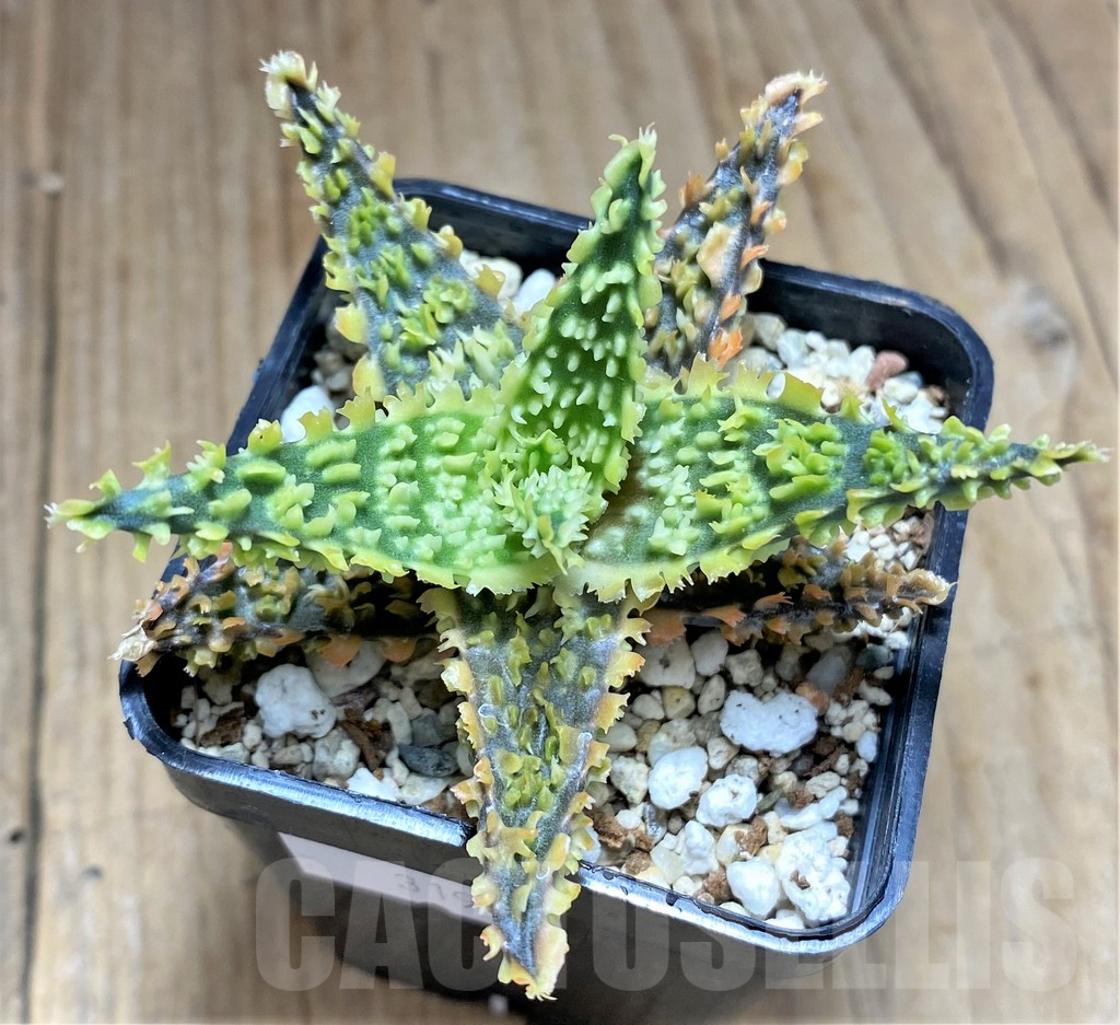 SHPR31912 Aloe TCT hybrid - Image 2