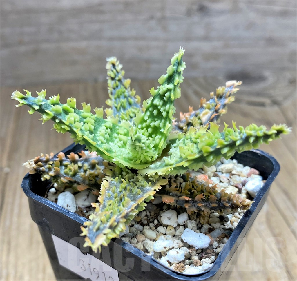 SHPR31912 Aloe TCT hybrid