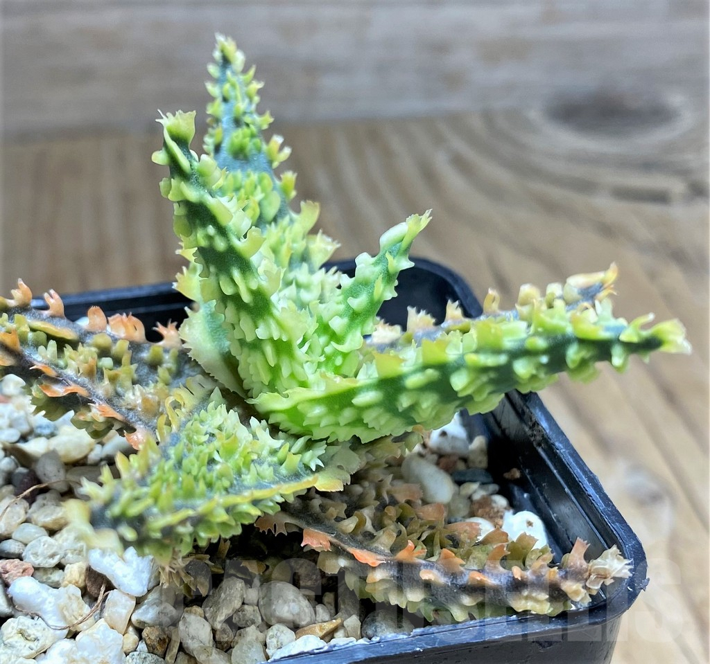 SHPR31912 Aloe TCT hybrid - Image 3