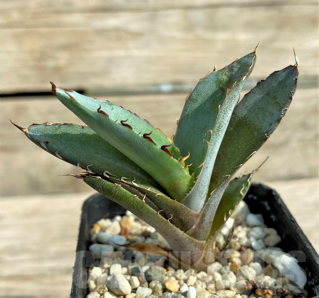 SHPR31884 Agave titanota 'Black and Blue'